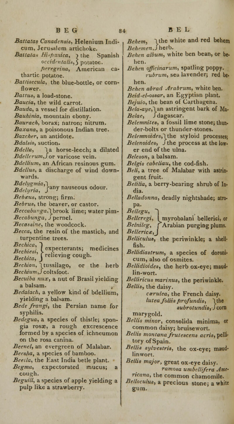 Battatas Canadensis, Helenium Indi- cium, Jerusalem artichoke. Battatas Hisfianica, ^ the Spanish occid'■//talis-,y potatoe. ficregrina, American ca- thartic potatoe. Battisecula, the blue-bottle, or corn- flower. Battus, a load-stone. Baucia, the wild carrot. Bauda, a vessel for distillation. Bauhinia, mountain ebony. Baurach, borax; natron; nitrum. Baxana, a poisonous Indian tree. Bazcher, an antidote. Bdalsis, suction. Bdella, la horse-leech; a dilated Bde/lcrumJor varicose vein. Bdellium, an African resinous gum. Bdellus, a discharge of wind down- wards. Bdelyemia,~\ . Bdelyria, >ny nauseous odour. Bebaus, strong; firm. Bebrus, the beaver, or castor. Beccabu»ga,\brook lime; water pim- Becabunga, J pernel. Becassine, the woodcock. Becca, the resin of the mastich, and turpentine trees. Bechica, ~) ... Bechiesi, Cexpectorants; medicines Bechita, j relieving cough. Bec/iion, 1 tussilago, or the herb BechiumJ coltsfoot. Becuiba nux, a nut of Brasil yielding a balsam. Bedalach, a yellow kind of bdellium, yielding a balsam. Bede frangi, the Persian name for syphilis. Bedegua, a species of thistle; spon- gia rosae, a rough excrescence formed by a species of ichneumon on the rosa canina. Beenel, an evergreen of Malabar. Beesha, a species of bamboo. Beeila, the East India betle plant. Begma, expectorated mucus; a cough. Beguill, a species of apple yielding a pulp like a strawberry. Behem, ~\ the white and red behem Behemen,J herb. Behen album, white ben bean, or be- hen. Behen officinarum, spatling poppy. rubrum, seu lavender; red be- hen. Behen abrad Arabrum, white ben. Beid-el-ossar, an Egyptian plant. Bejuio, the bean of Carthagena. Bcla-aye,\an astringent bark of Ma- Belae, Jdagascar. Belemnites, a fossil lime stone; thun- der-bolts or thunder-stones. Belemnoides,\the styloid processes; Belenoides, j the process at the low- er end of the ulna. Beleson, a balsam. Belgis cabeliau, the cod-fish. Belt, a tree of Malabar with astrin- gent fruit. Belilia, a berry-bearing shrub of In- dia. Belladonna, deadly nightshade; atro- pa. Bellegu, ~\ Bellcregi, I myrobalani bellerici, or Belnileg, j Arabian purging plums. Belleric<e,J BelliculuB, the periwinkle; a shell- fish. Bellidiastrum, a species of doroni- cum, also of osmites. Bellidioides, the herb ox-eye; maud- lin-wort. Belliricus marinus, the periwinkle. Bellis, the daisy. ccerulea, the French daisy. luteafoliis firqfundis, \the subrotundisy J corn marygold. Bellis minor, consolida minima, or common daisy; bruisewort. Bel/is montana frutescens acris, pelli- tory of Spain. Bellis sylvestris, the ox-eye; maud- linvvort. Bellis major, great ox-eye daisy. ramosa umbellifera Ame- ricana, the common chamomile. Be/loculus, a precious stone; a white gum.