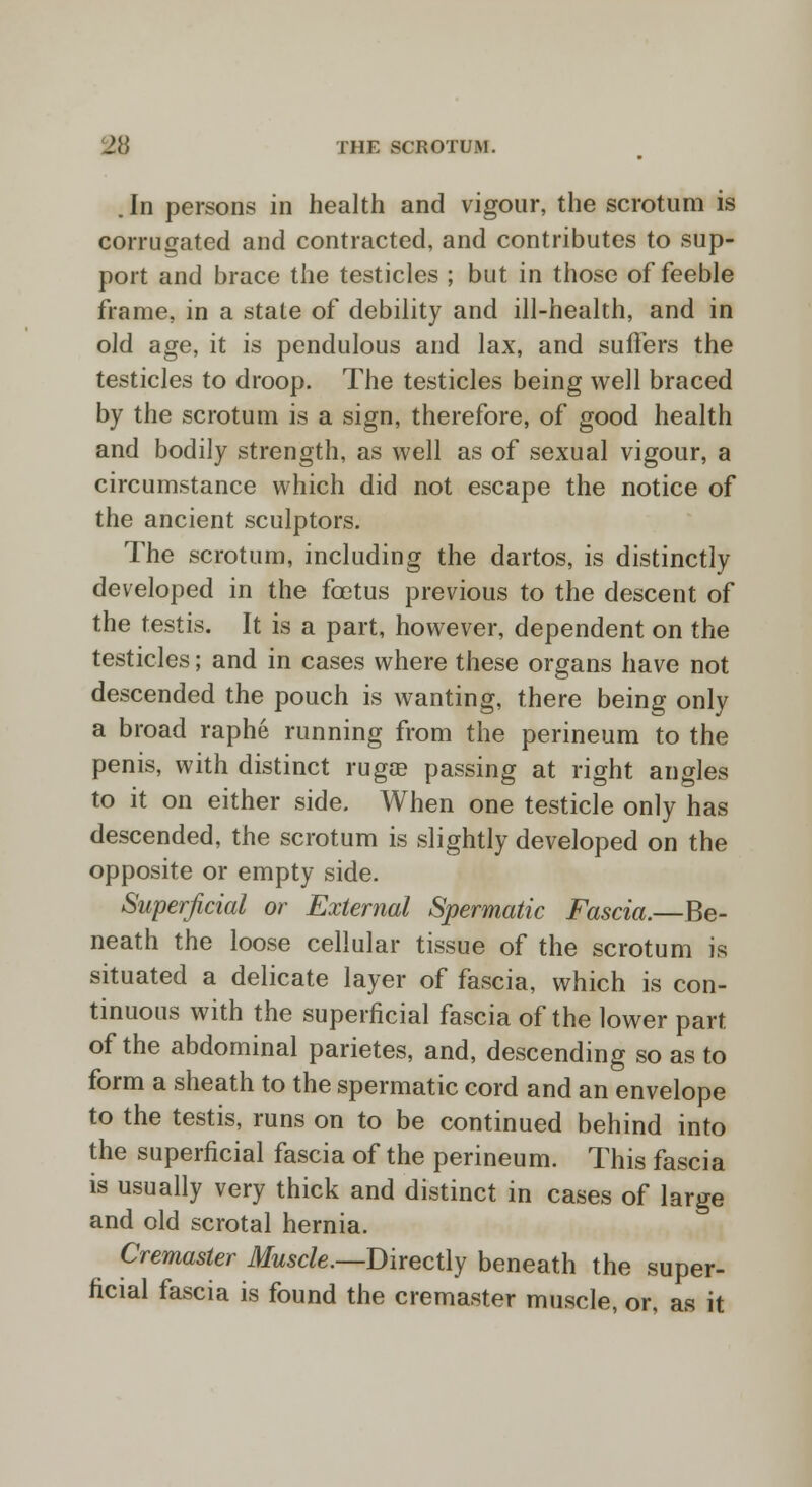 . In persons in health and vigour, the scrotum is corrugated and contracted, and contributes to sup- port and brace the testicles ; but in those of feeble frame, in a state of debility and ill-health, and in old age, it is pendulous and lax, and suffers the testicles to droop. The testicles being well braced by the scrotum is a sign, therefore, of good health and bodily strength, as well as of sexual vigour, a circumstance which did not escape the notice of the ancient sculptors. The scrotum, including the dartos, is distinctly developed in the foetus previous to the descent of the testis. It is a part, however, dependent on the testicles; and in cases where these organs have not descended the pouch is wanting, there being only a broad raphe running from the perineum to the penis, with distinct rugae passing at right angles to it on either side. When one testicle only has descended, the scrotum is slightly developed on the opposite or empty side. Superficial or External Spermatic Fascia.—Be- neath the loose cellular tissue of the scrotum is situated a delicate layer of fascia, which is con- tinuous with the superficial fascia of the lower part of the abdominal parietes, and, descending so as to form a sheath to the spermatic cord and an envelope to the testis, runs on to be continued behind into the superficial fascia of the perineum. This fascia is usually very thick and distinct in cases of large and old scrotal hernia. Cremaster Muscle.—Directly beneath the super- ficial fascia is found the cremaster muscle, or, as it