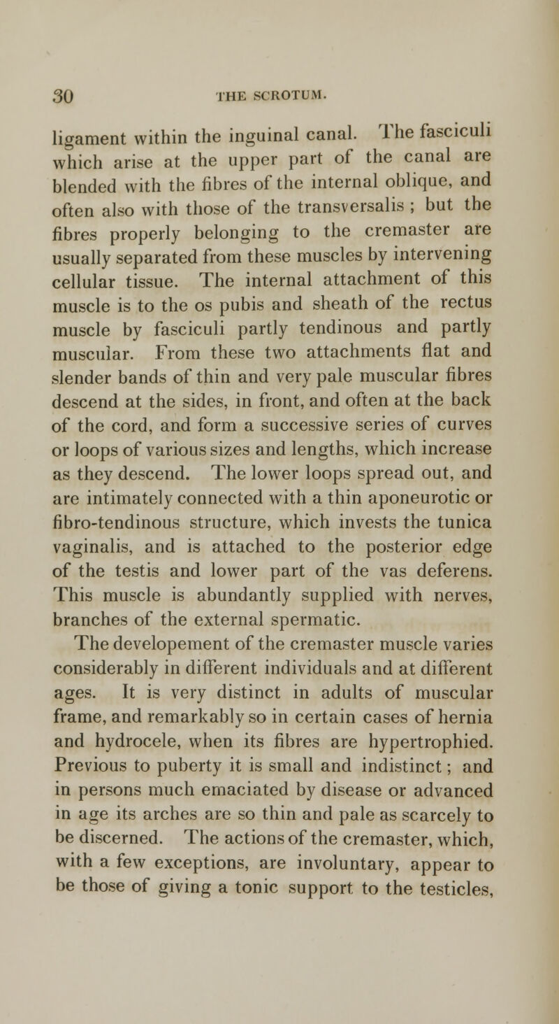 ligament within the inguinal canal. The fasciculi which arise at the upper part of the canal are blended with the fibres of the internal oblique, and often also with those of the transversalis ; but the fibres properly belonging to the cremaster are usually separated from these muscles by intervening cellular tissue. The internal attachment of this muscle is to the os pubis and sheath of the rectus muscle by fasciculi partly tendinous and partly muscular. From these two attachments flat and slender bands of thin and very pale muscular fibres descend at the sides, in front, and often at the back of the cord, and form a successive series of curves or loops of various sizes and lengths, which increase as they descend. The lower loops spread out, and are intimately connected with a thin aponeurotic or fibro-tendinous structure, which invests the tunica vaginalis, and is attached to the posterior edge of the testis and lower part of the vas deferens. This muscle is abundantly supplied with nerves, branches of the external spermatic. The developement of the cremaster muscle varies considerably in different individuals and at different ages. It is very distinct in adults of muscular frame, and remarkably so in certain cases of hernia and hydrocele, when its fibres are hypertrophied. Previous to puberty it is small and indistinct; and in persons much emaciated by disease or advanced in age its arches are so thin and pale as scarcely to be discerned. The actions of the cremaster, which, with a few exceptions, are involuntary, appear to be those of giving a tonic support to the testicles,