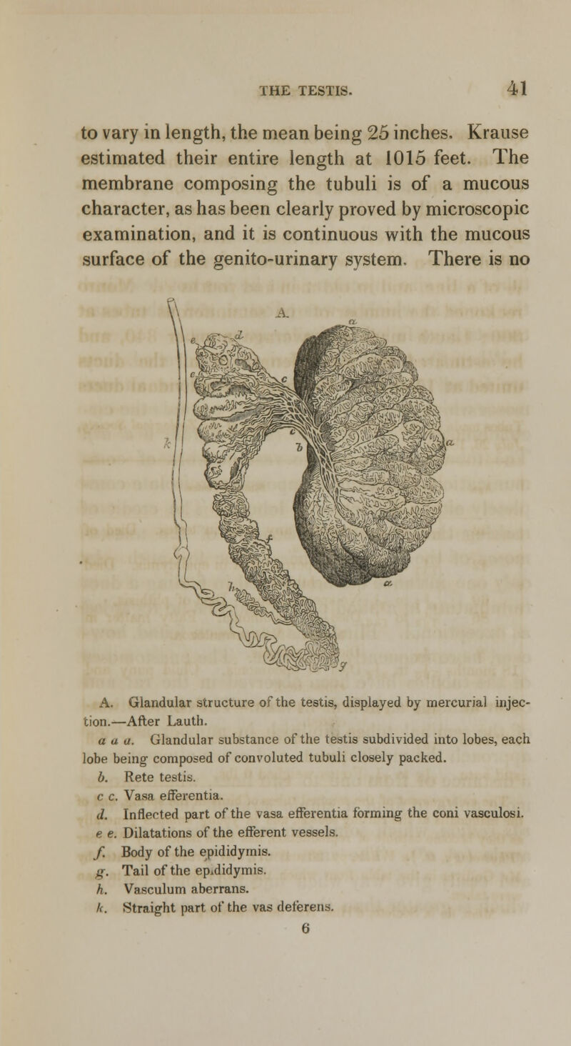 to vary in length, the mean being 25 inches. Krause estimated their entire length at 1015 feet. The membrane composing the tubuli is of a mucous character, as has been clearly proved by microscopic examination, and it is continuous with the mucous surface of the genito-urinary system. There is no A. Glandular structure of the testis, displayed by mercurial injec- tion.—After Lauth. a a a. Glandular substance of the testis subdivided into lobes, each lobe being composed of convoluted tubuli closely packed. b. Rete testis. c c. Vasa efferentia. d. Inflected part of the vasa efferentia forming the coni vasculosi. e e. Dilatations of the efferent vessels. f. Body of the epididymis. g. Tail of the epididymis. h. Vasculum aberrans. k. Straight part of the vas deferens. 6