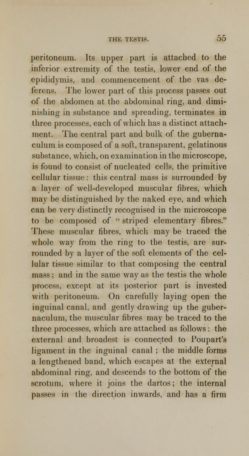 peritoneum. Its upper part is attached to the inferior extremity of the testis, lower end of the epididymis, and commencement of the vas de- ferens. The lower part of this process passes out of the abdomen at the abdominal ring, and dimi- nishing in substance and spreading, terminates in three processes, each of which has a distinct attach- ment. The central part and bulk of the guberna- culum is composed of a soft, transparent, gelatinous substance, which, on examination in the microscope, is found to consist of nucleated cells, the primitive cellular tissue: this central mass is surrounded by a layer of well-developed muscular fibres, which may be distinguished by the naked eye, and which can be very distinctly recognised in the microscope to be composed of  striped elementary fibres. These muscular fibres, which may be traced the whole way from the ring to the testis, are sur- rounded by a layer of the soft elements of the cel- lular tissue similar to that composing the central mass; and in the same way as the testis the whole process, except at its posterior part is invested with peritoneum. On carefully laying open the inguinal canal, and gently drawing up the guber- naculum, the muscular fibres may be traced to the three processes, which are attached as follows: the external and broadest is connected to Poupart's ligament in the inguinal canal ; the middle forms a lengthened band, which escapes at the external abdominal ring, and descends to the bottom of the scrotum, where it joins the dartos; the internal passes in the direction inwards, and has a firm