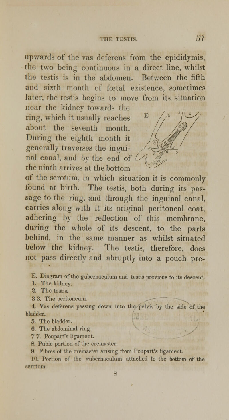 upwards of the vas deferens from the epididymis, the two being continuous in a direct line, whilst the testis is in the abdomen. Between the fifth and sixth month of fcetal existence, sometimes later, the testis begins to move from its situation near the kidney towards the ring, which it usually reaches about the seventh month. During the eighth month it generally traverses the ingui- nal canal, and by the end of the ninth arrives at the bottom of the scrotum, in which situation it is commonly found at birth. The testis, both during its pas- sage to the ring, and through the inguinal canal, carries along with it its original peritoneal coat, adhering by the reflection of this membrane, during the whole of its descent, to the parts behind, in the same manner as whilst situated below the kidney. The testis, therefore, does not pass directly and abruptly into a pouch pre- E. Diagram of the gubernaculum and testis previous to its descent. 1. The kidney. 2. The testis. 3 3. The peritoneum. ^--~ 4. Vas deferens passing down into the-pelvis by the side of the bladder. 5. The bladder. 6. The abdominal ring. 7 7. Poupart's ligament. 8. Pubic portion of the cremaster. 9. Fibres of the cremaster arising from Poupart's ligament. 10. Portion of the gubernaculum attached to the bottom of the scrotum. s