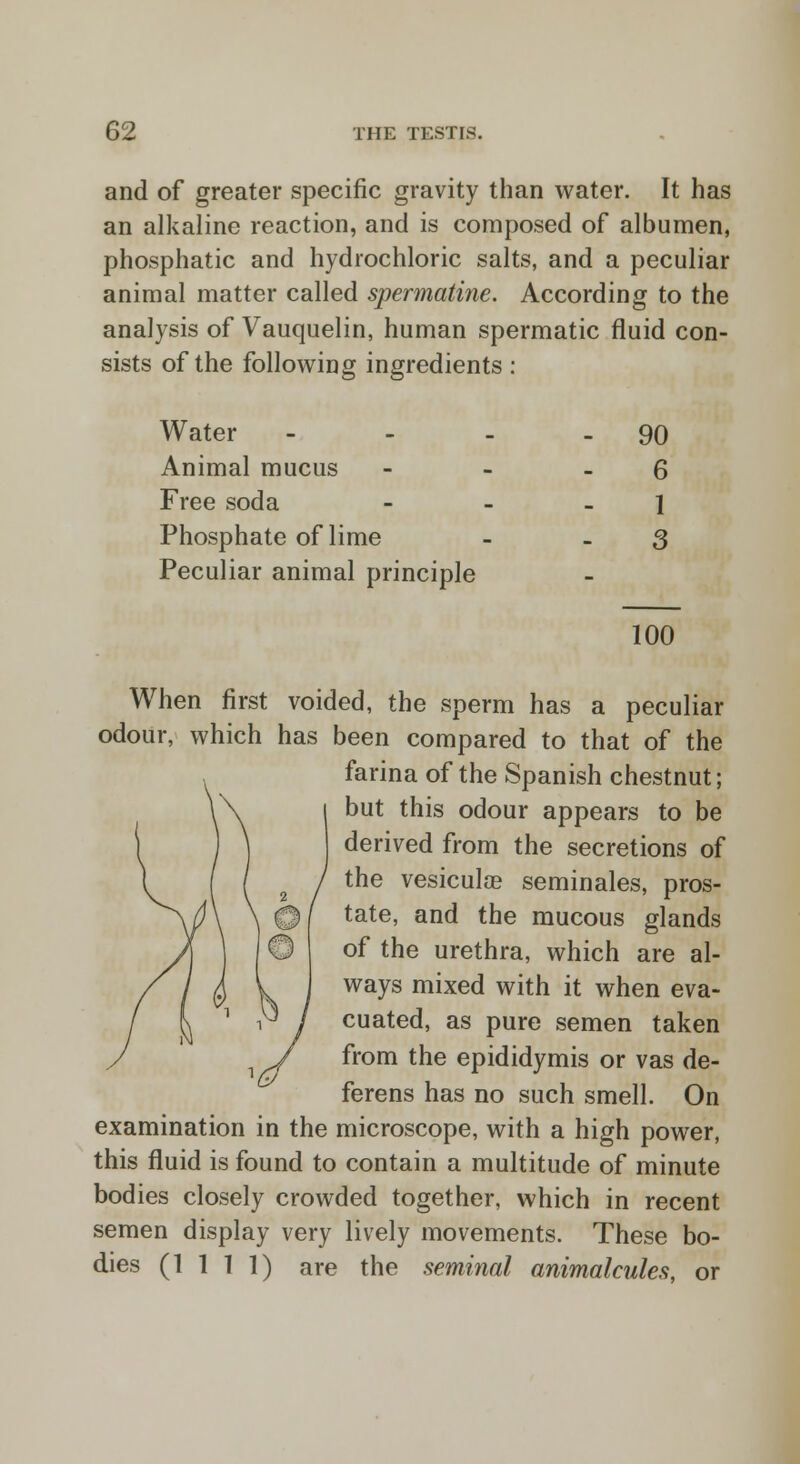 and of greater specific gravity than water. It has an alkaline reaction, and is composed of albumen, phosphatic and hydrochloric salts, and a peculiar animal matter called spermatine. According to the analysis of Vauquelin, human spermatic fluid con- sists of the following ingredients : Water ... - 90 Animal mucus 6 Free soda 1 Phosphate of lime 3 Peculiar animal principle - 100 When first voided, the sperm has a peculiar odour, which has been compared to that of the farina of the Spanish chestnut; but this odour appears to be derived from the secretions of the vesiculoe seminales, pros- tate, and the mucous glands of the urethra, which are al- ways mixed with it when eva- cuated, as pure semen taken from the epididymis or vas de- ferens has no such smell. On examination in the microscope, with a high power, this fluid is found to contain a multitude of minute bodies closely crowded together, which in recent semen display very lively movements. These bo- dies (1111) are the seminal animalcules, or