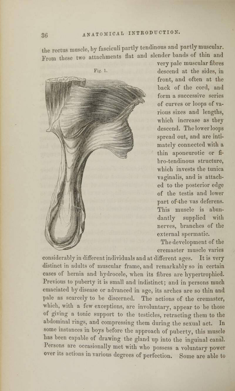 the rectus muscle, by fasciculi partly tendinous and partly muscular. From these two attachments flat and slender bands of thin and very pale muscular fibres Fig l. descend at the sides, in front, and often at the back of the cord, and form a successive series of curves or loops of va- rious sizes and lengths, ■which increase as they descend. The lower loops spread out, and are inti- mately connected with a thin aponeurotic or fi- bro-tendinous structure, which invests the tunica vaginalis, and is attach- ed to the posterior edge of the testis and lower part of the vas deferens. This muscle is abun- dantly supplied with nerves, branches of the external spermatic. The development of the cremaster muscle varies considerably in different individuals and at different ages. It is very distinct in adults of muscular frame, and remarkably so in certain cases of hernia and hydrocele, when its fibres are hypertrophied. Previous to puberty it is small and indistinct; and in persons much emaciated by disease or advanced in age, its arches are so thin and pale as scarcely to be discerned. The actions of the cremaster, which, with a few exceptions, are involuntary, appear to be those of giving a tonic support to the testicles, retracting them to the abdominal rings, and compressing them during the sexual act. In some instances in boys before the approach of puberty, this muscle has been capable of drawing the gland up into the inguinal canal. Persons are occasionally met with who possess a voluntary power over its actions in various degrees of perfection. Some are able to