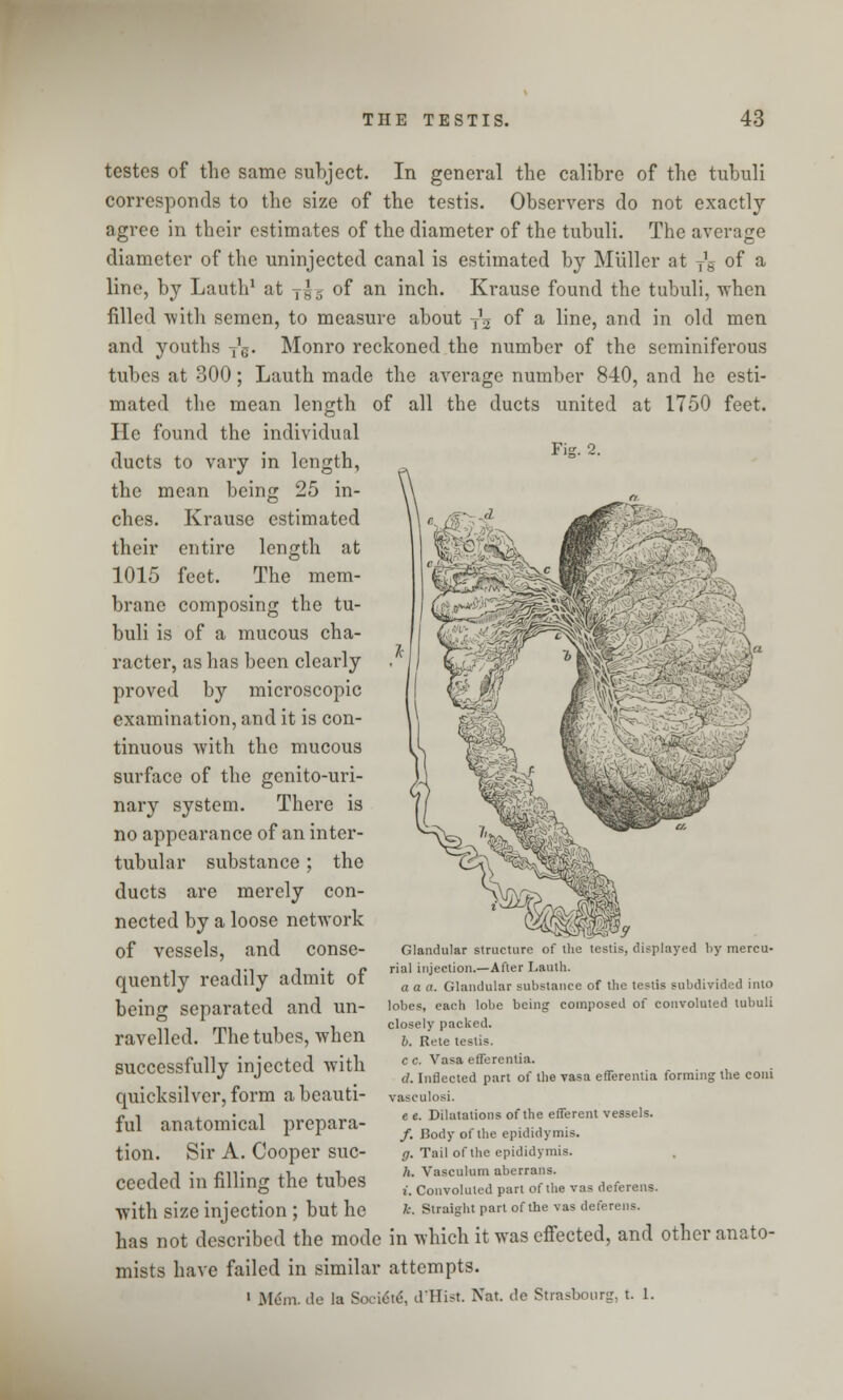 Fig. 2. testes of the same subject. In general the calibre of the tubuli corresponds to the size of the testis. Observers do not exactly agree in their estimates of the diameter of the tubuli. The average diameter of the uninjected canal is estimated by Muller at tg of a line, by Lauth1 at T|g of an inch. Krause found the tubuli, when filled with semen, to measure about T12 of a line, and in old men and youths T1g. Monro reckoned the number of the seminiferous tubes at 300; Lauth made the average number 840, and he esti- mated the mean length of all the ducts united at 1750 feet. He found the individual ducts to vary in length, the mean being 25 in- ches. Krause estimated their entire length at 1015 feet. The mem- brane composing the tu- buli is of a mucous cha- racter, as has been clearly proved by microscopic examination, and it is con- tinuous with the mucous surface of the genito-uri- nary system. There is no appearance of an inter- tubular substance ; the ducts are merely con- nected by a loose network of vessels, and conse- quently readily admit of being separated and un- ravelled. The tubes, when successfully injected with quicksilver, form a beauti- ful anatomical prepara- tion. Sir A. Cooper suc- ceeded in filling the tubes with size injection; but he has not described the mode mists have failed in similar Glandular structure of the testis, displayed by mercu- rial injection.—After Lauth. a a a. Glandular substance of the testis subdivided into lobes, each lobe being composed of convoluted tubuli closely packed. 6. Rete testis. c c. Vasa efferentia. <?. Inflected part of the vasa efTcrentia forming the coni vasculosi. e e. Dilatations of the efferent vessels. /. Body of the epididymis. g. Tail of the epididymis. h. Vasculum aberrans. i. Convoluted part of the vas deferens. k. Straight part of the vas deferens. in which it was effected, and other anato- attempts. ' Mem. de la Soci6t6, d'Hist. Nat. de Strasbourg, t. 1.