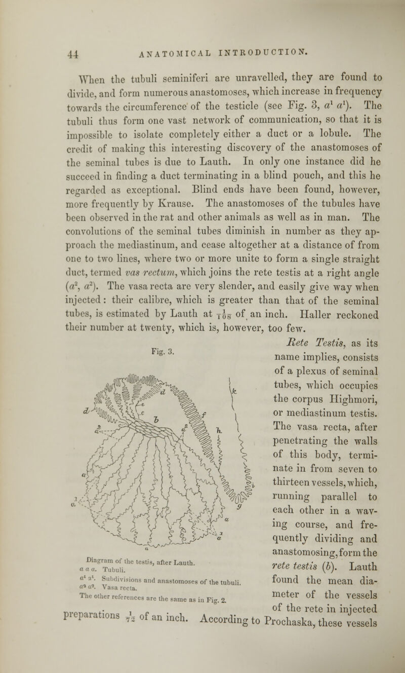 When the tubuli seminiferi are unravelled, they are found to divide, and form numerous anastomoses, which increase in frequency towards the circumference of the testicle (see Fig. 3, a1 a1). The tubuli thus form one vast network of communication, so that it is impossible to isolate completely either a duct or a lobule. The credit of making this interesting discovery of the anastomoses of the seminal tubes is due to Lauth. In only one instance did he succeed in finding a duct terminating in a blind pouch, and this he regarded as exceptional. Blind ends have been found, however, more frequently by Krause. The anastomoses of the tubules have been observed in the rat and other animals as well as in man. The convolutions of the seminal tubes diminish in number as they ap- proach the mediastinum, and cease altogether at a distance of from one to two lines, where two or more unite to form a single straight duct, termed vas rectum, which joins the rete testis at a right angle (a2, a2). The vasa recta are very slender, and easily give way when injected : their calibre, which is greater than that of the seminal tubes, is estimated by Lauth at T£5 of an inch. Haller reckoned their number at twenty, which is, however, too few. Mete Testis, as its Fig. 3. ,. name implies, consists of a plexus of seminal tubes, which occupies the corpus Highmori, or mediastinum testis. The vasa recta, after penetrating the walls of this body, termi- nate in from seven to thirteen vessels, which, running parallel to each other in a wav- ing course, and fre- quently dividing and anastomosing, form the rete testis (b). Lauth found the mean dia- meter of the vessels of the rete in injected of an inch. According to Prochaska, these vessels Diagram of the testis, after Lauth. a a a. Tubuli. 1 a1. Subdivisions and anastomoses of the tubuli a a*. Vasa recta. The other references are the same as in Fig. 2. preparations