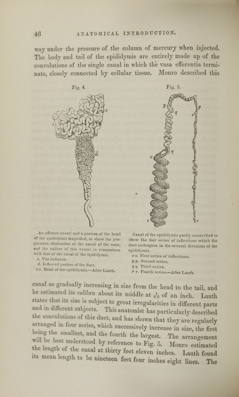 way under the pressure of the column of mercury when injected. The body and tail of the epididymis are entirely made up of the convolutions of the single canal in which the vasa efferentia termi- nate, closely connected by cellular tissue. Monro described this Fig. 4. Fig. 5. An efferent vessel and a poriion of the head of the epididymis magnified, to show the pro- gressive diminution of the canal of the cone, and the calibre of this vessel, in comparison with that of the canal of the epididymis. c. Vas deferens. d. Inflected portion of the duct. ee. Head of the epididymis.—After Lauth. Canal of the epididymis partly unravelled to show the four series of inflections which the duct undergoes in the several divisions of the epididymis. o o. First series of inflections. pp. Second series. q q. Third series. r r. Fourth series.—After Lauth. canal as gradually increasing in size from the head to the tail, and he estimated its calibre about its middle at s'„ of an inch. Lauth states that its size is subject to great irregularities in different parts and m different subjects. This anatomist has particularly described the convolutions of this duct, and has shown that they are regularly arranged in four series, which successively increase iu size, the first bemg the smallest, and the fourth the largest. The arrangement d?£ A J^*^ bj referenCe t0 K«- 5- M°™> <^atcd ts Zf\ 1! T ^ thirt? feet eleV™ inchM- Lauth fouud .ts mean length to be nineteen feet four inches eight lines. The