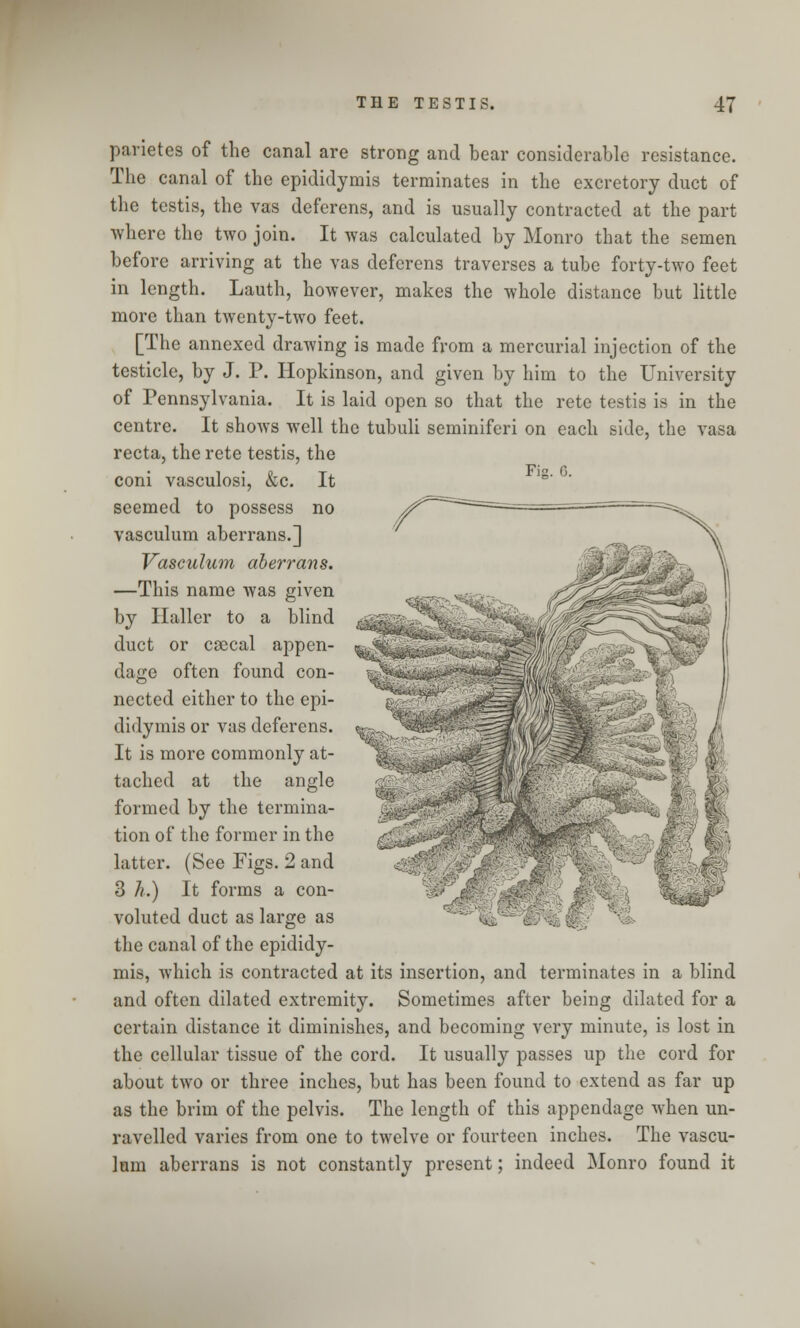 parietes of the canal are strong and bear considerable resistance. The canal of the epididymis terminates in the excretory duct of the testis, the vas deferens, and is usually contracted at the part where the two join. It was calculated by Monro that the semen before arriving at the vas deferens traverses a tube forty-two feet in length. Lauth, however, makes the whole distance but little more than twenty-two feet. [The annexed drawing is made from a mercurial injection of the testicle, by J. P. Hopkinson, and given by him to the University of Pennsylvania. It is laid open so that the rete testis is in the centre. It shows well the tubuli seminiferi on each side, the vasa recta, the rete testis, the coni vasculosi, &c. It seemed to possess no vasculum aberrans.] Vasculum aberrans. —This name was given by Haller to a blind duct or csecal appen- dage often found con- nected either to the epi- didymis or vas deferens. It is more commonly at- tached at the angle formed by the termina- tion of the former in the latter. (See Figs. 2 and 3 h.) It forms a con- voluted duct as large as the canal of the epididy- mis, which is contracted at its insertion, and terminates in a blind and often dilated extremity. Sometimes after being dilated for a certain distance it diminishes, and becoming very minute, is lost in the cellular tissue of the cord. It usually passes up the cord for about two or three inches, but has been found to extend as far up as the brim of the pelvis. The length of this appendage when un- ravelled varies from one to twelve or fourteen inches. The vascu- lum aberrans is not constantly present; indeed Monro found it Qpv^ '•■■¥' /:
