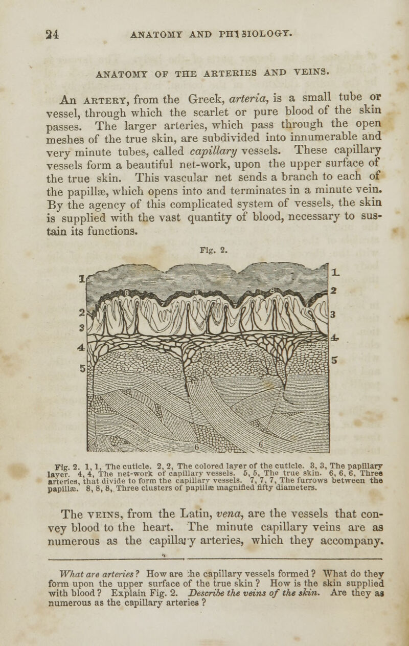 ANATOMY OF THE ARTERIES AND VEINS. An artery, from the Greek, arteria, is a small tube or vessel, through which the scarlet or pure blood of the skin passes. The larger arteries, which pass through the open meshes of the true skin, are subdivided into innumerable and very minute tubes, called capillary vessels. These capillary vessels form a beautiful net-work, upon the upper surface of the true skin. This vascular net sends a branch to each of the papillae, which opens into and terminates in a minute vein. By the agency of this complicated system of vessels, the skin is supplied with the vast quantity of blood, necessary to sus- tain its functions. Ffg. 2. 1,1, The cuticle. 2, 2, The colored layer of the cuticle. 3, 3, The papillary layer. 4, 4, The net-work of capillary vessels. 5, 5, The true skin. 6, 6, 6, Three arteries, that divide to form the capiliarv vessels. 7, 7, 7, The furrows between the papillae. 8, 8, 8, Three clusters of papillae magnified fifty diameters. The veins, from the Latin, vena, are the vessels that con- vey blood to the heart. The minute capillary veins are as numerous as the capillary arteries, which they accompany. What are arteries ? How are ;he capillary vessels formed ? 'What do they form upon the upper surface of the true skin ? How is the skin supplied with blood ? Explain Fig. 2. Describe the veins of the ski?i. Are they as numerous as the capillary arteries ?