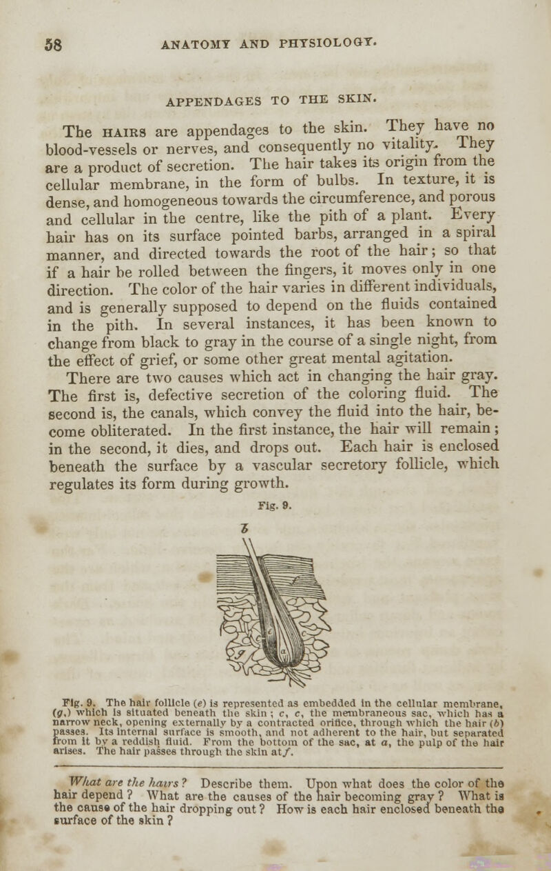APPENDAGES TO THE SKIN. The hairs are appendages to the skin. They have no blood-vessels or nerves, and consequently no vitality. I hey are a product of secretion. The hair takes its origin from the cellular membrane, in the form of bulbs. In texture, it is dense, and homogeneous towards the circumference, and porous and cellular in the centre, like the pith of a plant. Every hair has on its surface pointed barbs, arranged in a spiral manner, and directed towards the root of the hair; so that if a hair be rolled between the fingers, it moves only in one direction. The color of the hair varies in different individuals, and is generally supposed to depend on the fluids contained in the pith. In several instances, it has been known to change from black to gray in the course of a single night, from the effect of grief, or some other great mental agitation. There are two causes which act in changing the hair gray. The first is, defective secretion of the coloring fluid. The second is, the canals, which convey the fluid into the hair, be- come obliterated. In the first instance, the hair will remain ; in the second, it dies, and drops out. Each hair is enclosed beneath the surface by a vascular secretory follicle, which regulates its form during growth. rig. 9. Fig. 9. The hair follicle (e) is represented as embedded In the cellular membrane, (g,) which Is situated beneath the skin; c, c, the membraneous sac, which has a narrow neck, opening externally bv a contracted oriflce, through which the hair (b) passes. Its Internal surface is smooth, and not adherent to the hair, but separated from It by a reddish fluid. From the bottom of the sac, at a, the pulp of the hair arises. The hair passes through the skin at/. What are the hairs ? Describe them. Upon what does the color of the hair depend ? What are the causes of the hair becoming gray ? What is the cause of the hair dropping out ? How is each hair enclosed beneath the surface of the skin ?