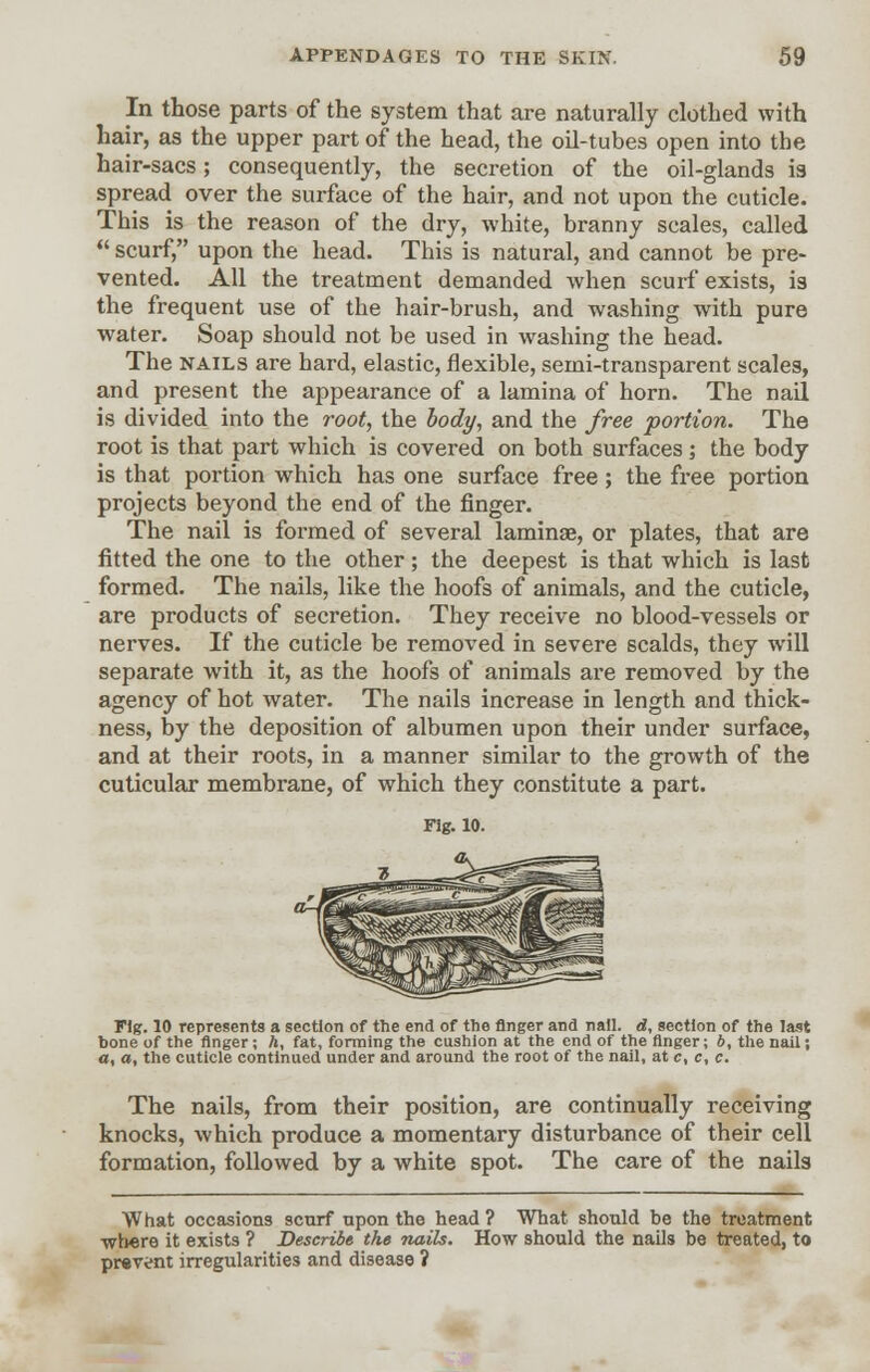 In those parts of the system that are naturally clothed with hair, as the upper part of the head, the oil-tubes open into the hair-sacs; consequently, the secretion of the oil-glands is spread over the surface of the hair, and not upon the cuticle. This is the reason of the dry, white, branny scales, called  scurf, upon the head. This is natural, and cannot be pre- vented. All the treatment demanded when scurf exists, is the frequent use of the hair-brush, and washing with pure water. Soap should not be used in washing the head. The nails are hard, elastic, flexible, semi-transparent scales, and present the appearance of a lamina of horn. The nail is divided into the root, the body, and the free portion. The root is that part which is covered on both surfaces; the body is that portion which has one surface free; the free portion projects beyond the end of the finger. The nail is formed of several laminae, or plates, that are fitted the one to the other; the deepest is that which is last formed. The nails, like the hoofs of animals, and the cuticle, are products of secretion. They receive no blood-vessels or nerves. If the cuticle be removed in severe scalds, they will separate with it, as the hoofs of animals are removed by the agency of hot water. The nails increase in length and thick- ness, by the deposition of albumen upon their under surface, and at their roots, in a manner similar to the growth of the cuticular membrane, of which they constitute a part. Fig. 10. Fig. 10 represents a section of the end of the finger and nail, d, section of the last bone of the finger; A, fat, forming the cushion at the end of the finger; 6, the nail; a, a, the cuticle continued under and around the root of the nail, at c, c, c. The nails, from their position, are continually receiving knocks, which produce a momentary disturbance of their cell formation, followed by a white spot. The care of the nails What occasions scurf upon the head ? What should be the treatment •where it exists ? Describe the nails. How should the nails be treated, to prevent irregularities and disease ?