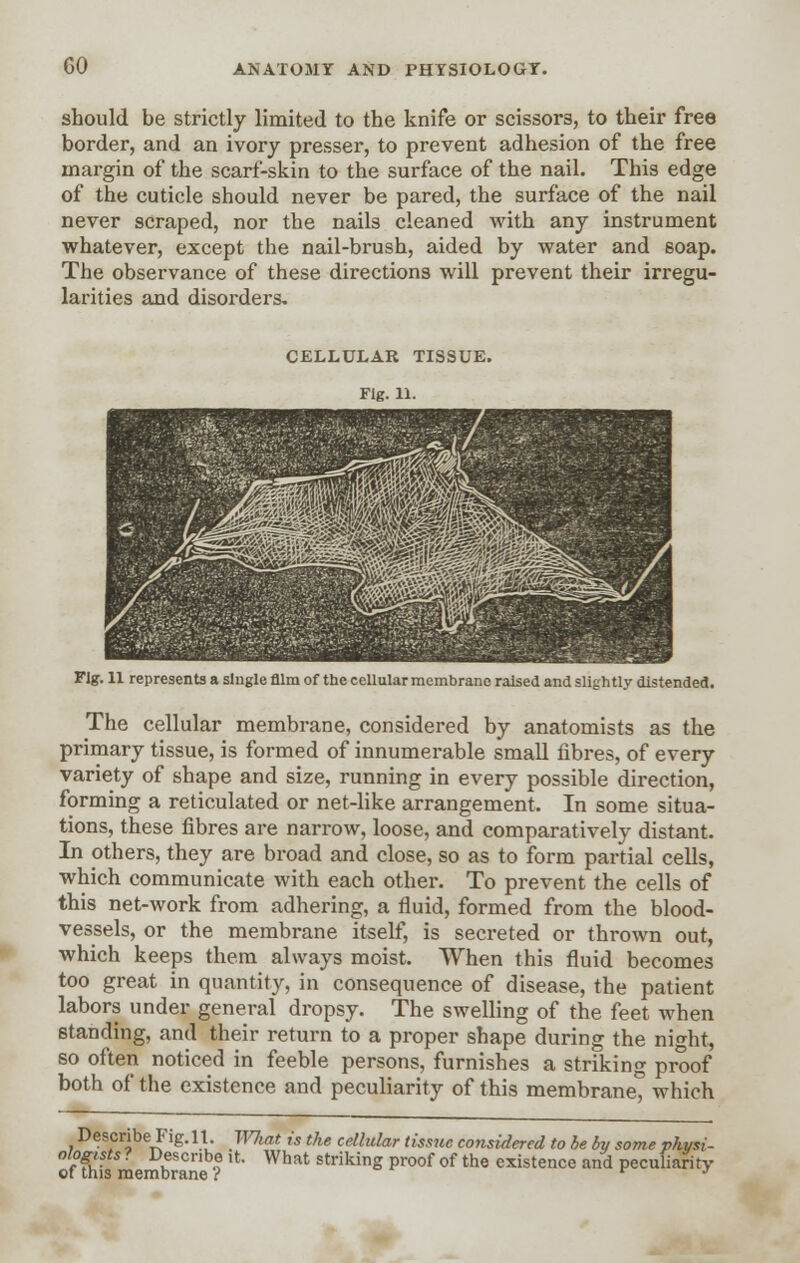 should be strictly limited to the knife or scissors, to their free border, and an ivory presser, to prevent adhesion of the free margin of the scarf-skin to the surface of the nail. This edge of the cuticle should never be pared, the surface of the nail never scraped, nor the nails cleaned with any instrument whatever, except the nail-brush, aided by water and soap. The observance of these directions will prevent their irregu- larities and disorders, CELLULAR TISSUE. Fig. 11. Fig. 11 represents a single film of the cellular membrane raised and slightly distended. The cellular membrane, considered by anatomists as the primary tissue, is formed of innumerable small fibres, of every variety of shape and size, running in every possible direction, forming a reticulated or net-like arrangement. In some situa- tions, these fibres are narrow, loose, and comparatively distant. In others, they are broad and close, so as to form partial cells, which communicate with each other. To prevent the cells of this net-work from adhering, a fluid, formed from the blood- vessels, or the membrane itself, is secreted or thrown out, which keeps them always moist. When this fluid becomes too great in quantity, in consequence of disease, the patient labors under general dropsy. The swelling of the feet when standing, and their return to a proper shape during the night, so often noticed in feeble persons, furnishes a striking proof both of the existence and peculiarity of this membrane which Describe Fig. 11 What is the cellular tissue considered to he by some physi- of£ membrane ? '*' What striking proof of the e3stence and peculiarity