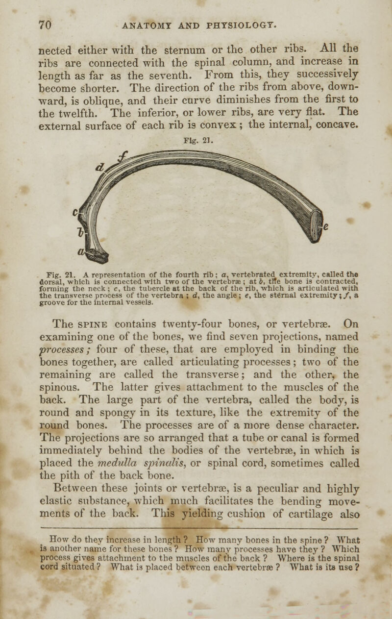 nected either with the sternum or the other ribs. All the ribs are connected with the spinal column, and increase in length as far as the seventh. From tbis, they successively become shorter. The direction of the ribs from above, down- ward, is oblique, and their curve diminishes from the first to the twelfth. The inferior, or lower ribs, are very flat. The external surface of each rib is convex; the internal, concave. Fig. 21. Fig. 21. A representation of the fourth rib ; a, vertebrated extremity, called the florsal, which is connected with two of the vertebrae ; at b, trie bone is contracted, forming the neck; c, the tubercle at the back of the rib, which is articulated with the transverse process of the vertebra ; d, the angle; e, the sternal extremity; /, a groove for the internal vessels. The spine contains twenty-four bones, or vertebrae. On examining one of the bones, we find seven projections, named processes; four of these, that are employed in binding the bone3 together, are called articulating processes; two of the remaining are called the transverse; and the other, the spinous. The latter gives attachment to the muscles of the back. The large part of the vertebra, called the body, is round and spongy in its texture, like the extremity of the round bones. The processes are of a more dense character. The projections are so arranged that a tube or canal is formed immediately behind the bodies of the vertebra?, in which is placed the medulla spinalis, or spinal cord, sometimes called the pith of the back bone. Between these joints or vertebrae, is a peculiar and highly elastic substance, which much facilitates the bending move- ments of the back. This yielding cushion of cartilage also How do they increase in length ? How many bones in the spine ? What is another name for these bones ? How many processes have they ? Which process gives attachment to the muscles of the back ? Where is the spinal cord situated ? What is placed betweon each vertebras ? What is its use ?