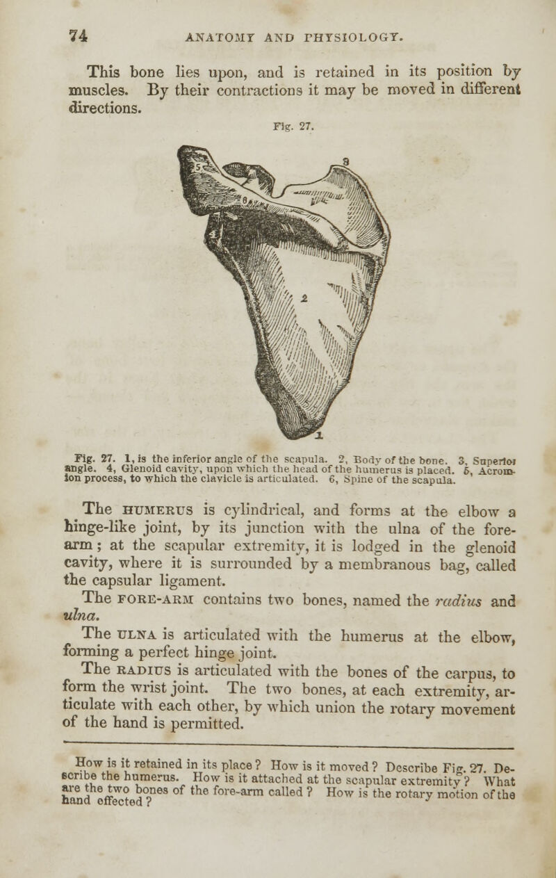 This bone lies upon, and is retained in its position by muscles. By their contractions it may be moved in different directions. Fig. 27. Fig. 27. 1, is the inferior angle of the scapula. 2, Body of the bone. 3, Snpertoi angle. 4, Glenoid cavity, upon which the head of the humerus is placed. 6, Acrom- ion process, to which the clavicle is articulated. 6, Spine of the scapula. The humerus is cylindrical, and forms at the elbow a hinge-like joint, by its junction with the ulna of the fore- arm ; at the scapular extremity, it is lodged in the glenoid cavity, where it is surrounded by a membranous bag, called the capsular ligament. The fore-arm contains two bones, named the radius and ulna. The ulna is articulated with the humerus at the elbow, forming a perfect hinge joint. The radius is articulated with the bones of the carpus, to form the wrist joint. The two bones, at each extremity, ar- ticulate with each other, by which union the rotary movement of the hand is permitted. How is it retained in its place ? How is it moved ? Describe Fie 27. De- scribe the humerus. How is it attached at the scapular extremity ? What Sad fft ST63 the f0rearm called ? How is the rotaT motion of the