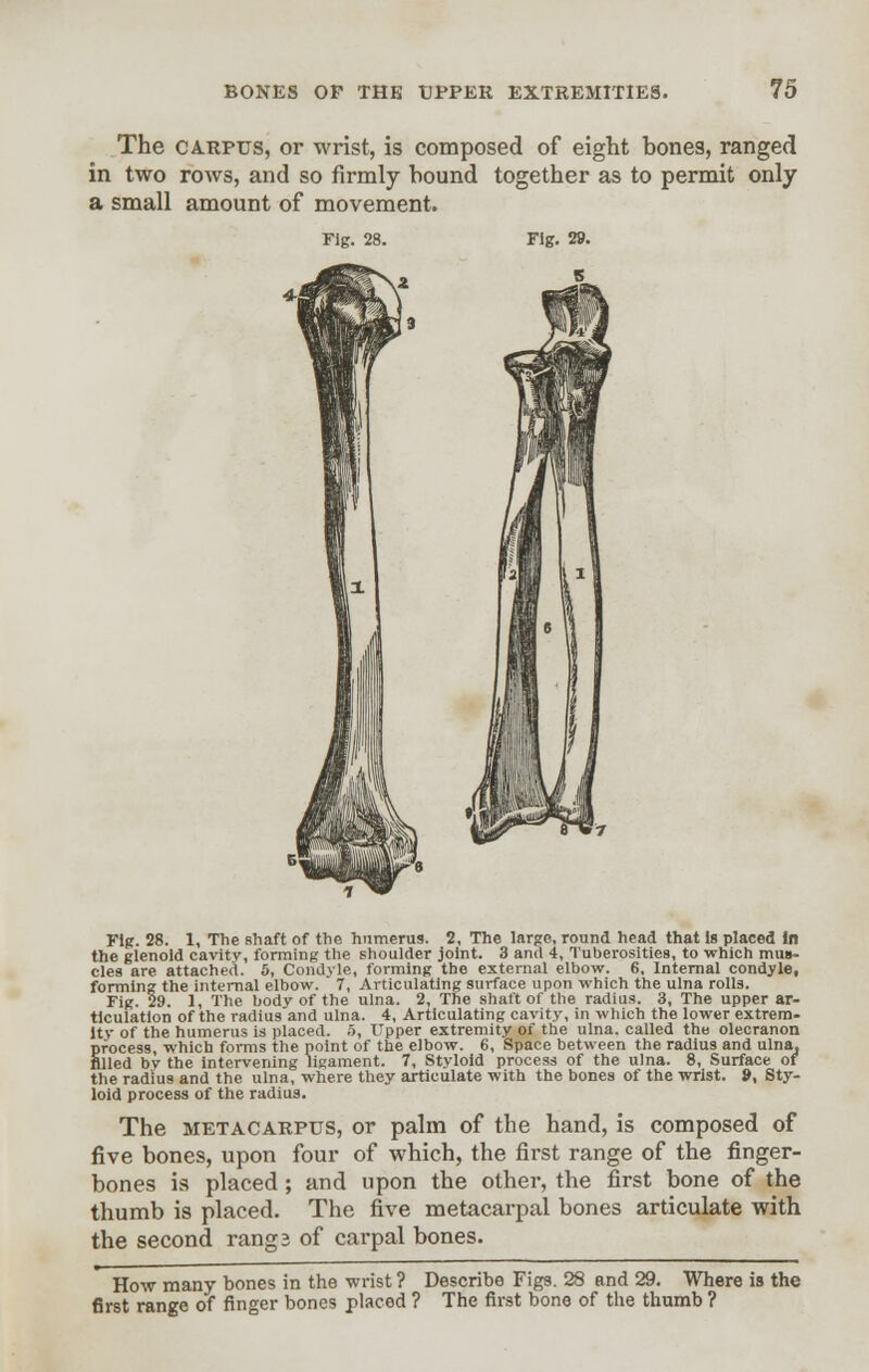 The carpus, or wrist, is composed of eight bones, ranged in two rows, and so firmly bound together as to permit only a small amount of movement. rig. 28. Fig. 29. Fig. 28. 1, The shaft of the humerus. 2, The large, round head that Is placed In the glenoid cavity, forming the shoulder joint. 3 and 4, Tuberosities, to which mus- cles are attached. 5, Condyle, forming the external elbow. 6, Internal condyle, forming the internal elbow. 7, Articulating surface upon which the ulna rolls. Fig. 29. 1, The body of the ulna. 2, The shaft of the radius. 3, The upper ar- ticulation of the radius and ulna. 4, Articulating cavity, in which the lower extrem- ity of the humerus is placed. 5, Upper extremity of the ulna, called the olecranon process, which forms the point of the elbow. 6, Space between the radius and ulna, filled bv the intervening ligament. 7, Styloid process of the ulna. 8, Surface of the radius and the ulna, where they articulate with the bones of the wrist. J>, Sty- loid process of the radius. The metacarpus, or palm of the hand, is composed of five bones, upon four of which, the first range of the finger- bones is placed ; and upon the other, the first bone of the thumb is placed. The five metacarpal bones articulate with the second rang 3 of carpal bones. How many bones in the wrist ? Describe Figs. 28 and 29. Where is the first range of finger bones placed ? The first bone of the thumb ?