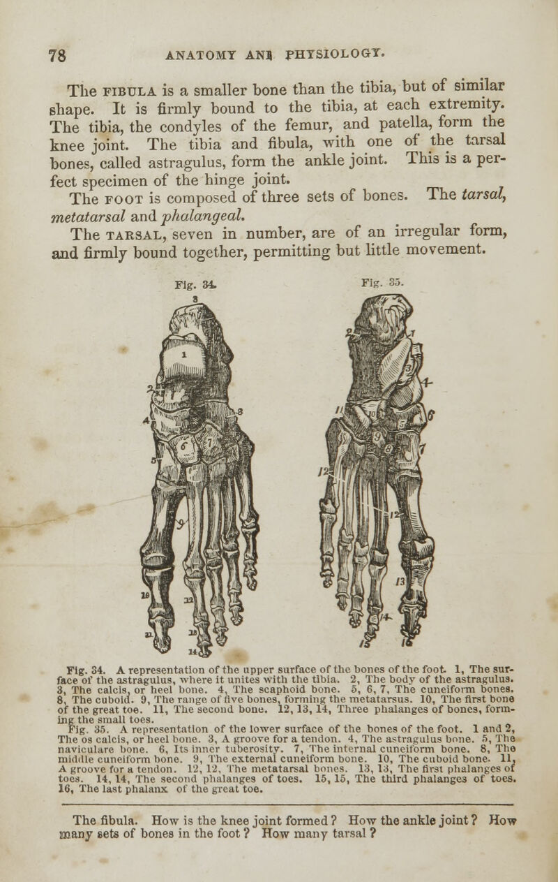 The fibula is a smaller bone than the tibia, but of similar shape. It is firmly bound to the tibia, at each extremity. The tibia, the condyles of the femur, and patella, form the knee joint. The tibia and fibula, with one of the tarsal bones, called astragulus, form the ankle joint. This is a per- fect specimen of the hinge joint. The foot is composed of three sets of bones. The tarsal, metatarsal and phalangeal. The tarsal, seven in number, are of an irregular form, and firmly bound together, permitting but little movement. Fig. 34. Fig. 35. Fig. 34. A representation of the upper surface of the bones of the foot. 1, The sur- face of the astragulus, where it unites with the tibia. 2, The body of the astragulus. 3, The calcls, or heel bone. 4, The scaphoid bone. 5, 6, 7, The cuneiform bones. 8, The cuboid. 9, The range of live bones, forming the metatarsus. 10, The first bone of the great toe. 11, The second bone. 12,13, 14, Three phalanges of bones, form- ing the small toes. Fig. 35. A representation of the lower surface of the bones of the foot. 1 and 2, The os calcis, or heel hone. 3, A groove for a tendon. 4, The astragulus bone. 5, The naviculare bone. 6, Its inner tuberosity. 7, The internal cuneiform bone. 8, The middle cuneiform bone. 9, The external cuneiform bone. 10, The cuboid bone. 11, A groove for a tendon. 12, 12, The metatarsal bones. 13,13, The first phalanges of toes. 14, 14, The second phalanges of toes. 15, 15, The third phalanges of toes. 16, The last phalanx of the great toe. The fibula. How is the knee joint formed ? How the ankle joint ? How many sets of bones in the foot ? How many tarsal ?