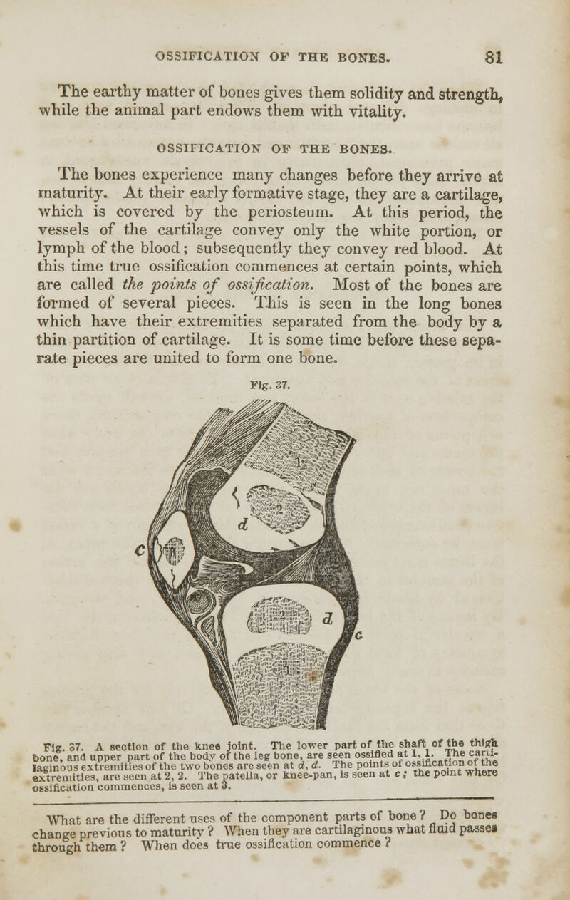 The earthy matter of bones gives them solidity and strength, while the animal part endows them with vitality. OSSIFICATION OF THE BONES. The bones experience many changes before they arrive at maturity. At their early formative stage, they are a cartilage, which is covered by the periosteum. At this period, the vessels of the cartilage convey only the white portion, or lymph of the blood; subsequently they convey red blood. At this time true ossification commences at certain points, which are called the points of ossification. Most of the bones are formed of several pieces. This is seen in the long bones which have their extremities separated from the body by a thin partition of cartilage. It is some time before these sepa- rate pieces are united to form one bone. Fig. 37. Fig. 37. A section of the knee joint. The lower part of the shaft of the thigh bone, and upper part of the body of the leg bone, are seen ossified at 1,1. 1 he carti- laginous extremities of the two bones are seen at d, d. The points of ossification of the extremities, are seen at 2, 2. The patella, or knee-pan, is seen at c; the point where ossification commences, is seen at 3. What are the different uses of the component parts of bone ? Do bones change previous to maturity ? When they are cartilaginous what fluid passe* through them ? When does true ossification commence ?