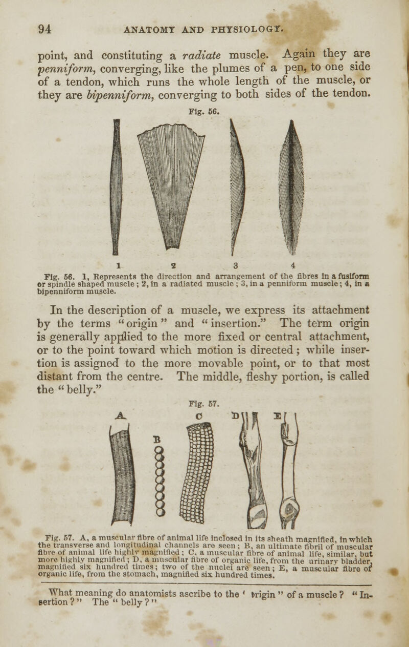 point, and constituting a radiate muscle. Again they are penniform, converging, like the plumes of a pen, to one side of a tendon, which runs the whole length of the muscle, or they are bipenniform, converging to both sides of the tendon. Fig. 56. Fig. 56. 1, Represents the direction and arrangement of the fibres In a fusiform or spindle shaped muscle; 2, in a radiated muscle ; 3, in a penniform muscle ; 4, in a bipenniform muscle. In the description of a muscle, we express its attachment by the terms  origin  and  insertion. The term origin is generally applied to the more fixed or central attachment, or to the point toward which motion is directed ; while inser- tion is assigned to the more movable point, or to that most distant from the centre. The middle, fleshy portion, is called the  belly. Fig. 67. A. C D||| 1| Fig. 57. A, a muscular fibre of animal life Inclosed In its sheath magnified, In which the transverse and longitudinal channels are seen ; B, an ultimate fibril of muscular fibre of animal life highly magnified : C, a muscular fibre of animal life, similar, bat more highly magnified ; D, a muscular fibre of organic life, from the urinarv bladder, magnified six hundred times; two of the nuclei are seen; E, a muscular fibre of organic life, from the stomach, magnified six hundred times. What meaning do anatomists ascribe to the ' »ricin  of a muscle ?  In- sertion? The belly?