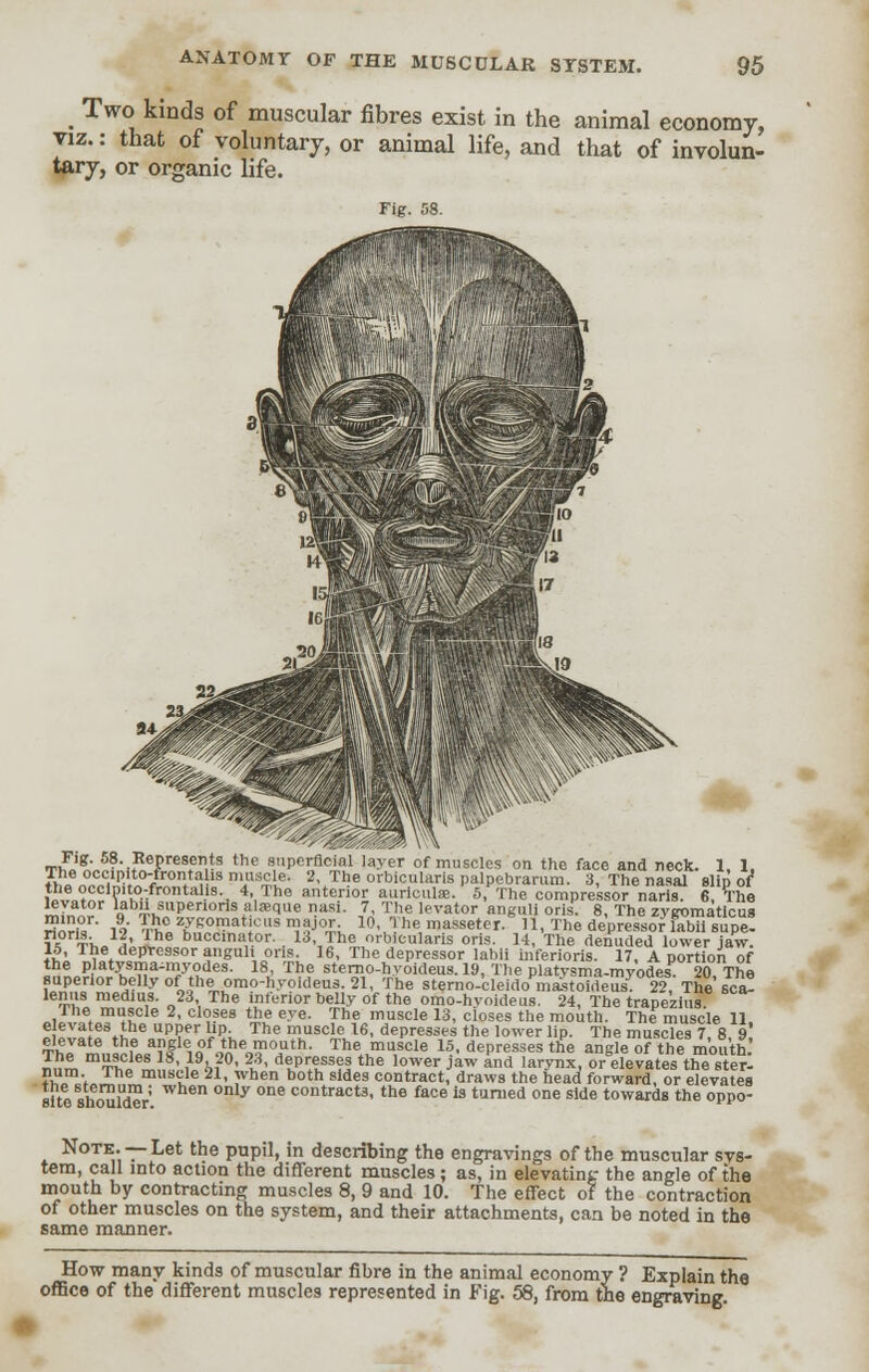 m Two kinds of muscular fibres exist in the animal economy, viz.: that of voluntary, or animal life, and that of involun- tary, or organic life. Fig. 58. tF1s' s?- Represents the superficial layer of muscles on the face and neck. 1, 1. Ihe occipito-frontahs muscle. 2, The orbicularis palpebrarum. 3, The nasal sHd of^ the occimto-frontalis 4, The anterior auricula.. 5, The compressor naris 6 The JS^?r lab'i supenons alaeque nasi. 7, The levator anguli oris. 8, The zygomatlcus Wnru 19 Th° WIS?*!008 ^$°£l 10' The mass^T. 11, The depressor labii supe- v? ™„ 2'i.he buccin»,t.or- . 13, The orbicularis oris. 14, The denuded lower jaw. lo, Ihe depressor anguli oris. 16, The depressor labii inferioris. 17, A portion of «nL?^maF,?des- 18.' Tl1? ster?o-h^oideus.l9,Theplatysma-myodes 20, The superior belly of the omo-hyoideus. 21, The sterno-cleido malstoideus. 22, The sea! lenus medms. 23 The inferior belly of the omo-hvoideus. 24, The trapezius The muscle 2, closes the eye. The muscle 13, closes the mouth. The muscle 11 elevates the upper lip. The muscle 16, depresses the lower lip. The muscles 7 8 9 ThP rne,1^Eai|leiqf9tnhe9?1Tth- The. m^cle 15. depresses the angle of the mouth n,.™ Sef,,!' }h?°> I8' dtpr.lss?» tne lower Jaw and larynx, or elevates the ster- num. Ihe muscle 21, when both sides contract, draws the head forward, or elevates site shoulder  ° °n6 contract3- tne face is turned one side towards the oppo- Note. —Let the pupil, in describing the engravings of the muscular sys- tem, call into action the different muscles; as, in elevating the angle of the mouth by contracting muscles 8, 9 and 10. The effect of the contraction of other muscles on the system, and their attachments, can be noted in the same manner. How many kinds of muscular fibre in the animal economy ? Explain the office of the different muscles represented in Fig. 58, from the engraving.