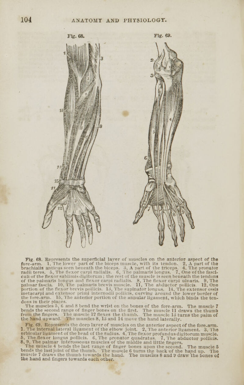 Fig. 68. Fig. 6 Fig. 68. Represents the superficial laver of muscles on the anterior aspect of the fore-arm. 1, The lower part of the biceps muscle, with its tendon. 2, A part of the brachials amicus seen beneath the bi< eps. 3, A part of the triceps. 4. 'Die pronator radii teres. 5, The flexor carpi radtalis. 6, The palmaris longus. 7, One of the fasci- culi of the flexor sublimis digitoruin ; the rest of the muscle is seen beneath the tendons of the pahnaris longus and flexor carpi radial is. 8, The flexor carpi ulnaris. 9, The palmar fascia. 10, The pahnaris brevls muscle. 11, The abductor pollicis 12, One portion of the flexor brevis pollicis. li, The supinator longus. 14, The extensor ossis metacarpi and extensor primi Internodii pollicis, curving around the lower border of the fore-arm. 15, 'I he anterior portion of the annular ligament, which binds the ten- dons In their places. The muscles 5, 6 and 8 bend the wrist on the bones of the fore-arm. The muscle 7 bends the second range of finger bones on the first. The muscle 11 draws the thumb from the ftnpers. The muscle 12 flexes the thumb. The muscle ^S turns the palm of The muscles 8, 13 and 14 move the hand laterally. the hand upw aid. Fig. 69. Represents the deep layer of muscles on the anterior aspect of the forearm. 1. The internal lateral ligament of the elbow joint. 2, The anterior ligament. 3, The orbicular ligament or die head of the radius. 4, The flexor profundus digitorum muscle. 5, The flexor longus pollicis. ('<, The pronator quadratus. 7, The abductor pollicis. 8, 9, The palmar Interosseous muscles of the middle and little fingers. The muscle 4 bends the last range of finger bones upon the second. The muscle 5 bends the lastjolnt of the thumb. The muscle 6 turns the back of the hand up. The muscle 7 draws (he thumb towards the baud. The muscles 8 and 9 draw the bones of the hund and fingers towards each other.