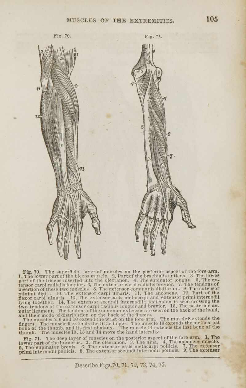 Fig. 70. Fig. ?t. 105 Fig. 70. The superficial layer of muscles on the posterior aspect of the fore-arro. l,The lower part of the biceps muscle. 2, Part of the brnehialis anticus. 3, The lower part of the triceps inserted into the olecranon. 4, The supinator LongUS. 5, The ex- tensor carpi radialia longior. 6, The extensor carpi radialis brevior. 7, The tendons of insertion of these two muscles 8, The extensor communis digitorum. 9. The extensor minimi digiti. 10, The extensor carpi ulnaris. 11, The anconeus. 12. Tart of the flexor carpi ulnaris 13, The extensor ossis metacarpi and extensor primi intemodii lving together. 14, The extensor secundi intemodii; its tendon is seen crossing tho two tendons of the extensor carp! radialis longior and brevior. 15, The posterior an- nular ligament. The tendons of the common extensor are seen on the back of the hand, and their mode of distribution on the back of the fingers. The muscles 5, G and 10 extend the wrist on the fore-arm. The muscle 8 extends tho Angers. The muscle 9 extends the little finger. The muscle 13 extends the metacarpal bone of the thumb, and its first phalanx. The muscle 1-1 extends the last bone of tha thumb. The muscles 10, 13 and 14 move the hand laterally. Fl. 71- The deep laver of muscles on the posterior aspect of the fore-arm. 1, Tho lower part of the humerus. 2, The olecranon. 3. The ulna. 4, The anconeus muscle. 6 The supinator brevis. 6, The extensor ossis metacarpi pollicis. 7, The extensor prlmi intemodii pollicis. 8. The extensor secundi intemodii pollicis. 9, The extensor