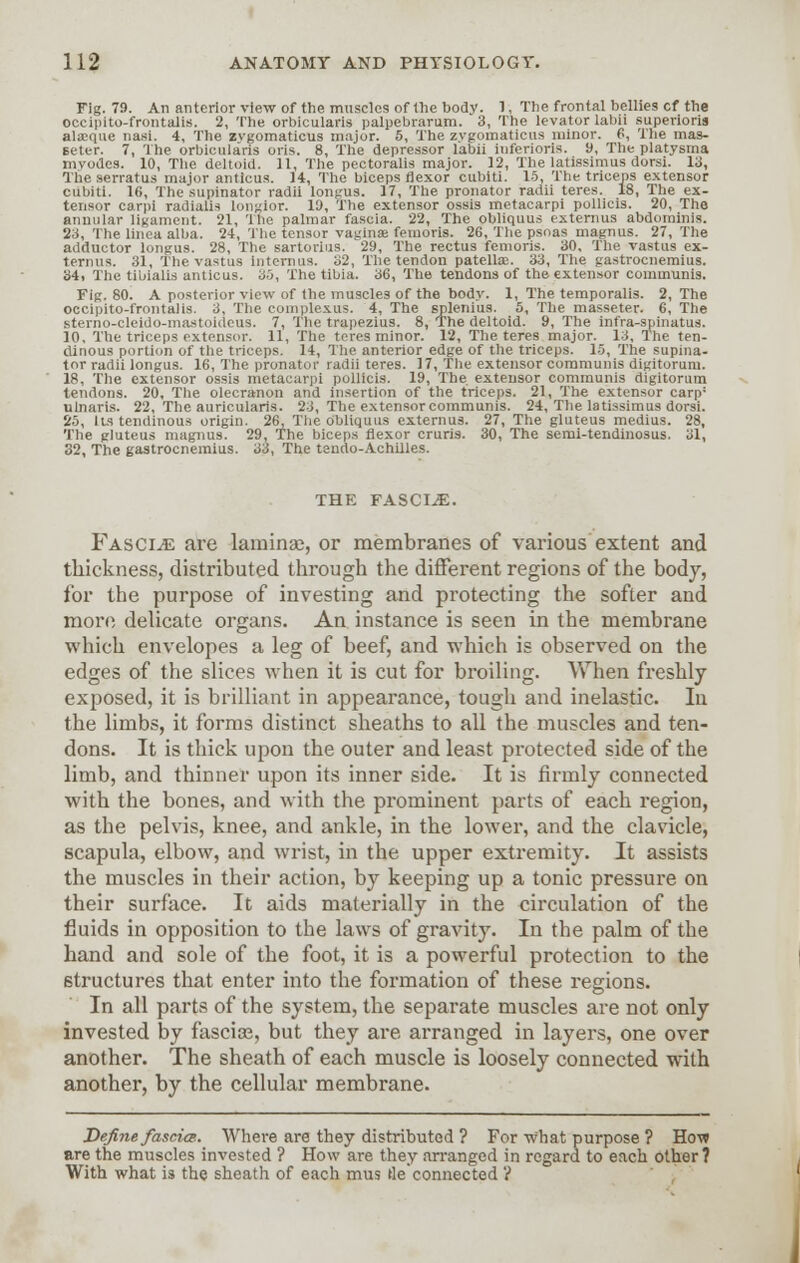Fig. 79. An anterior view of the muscles of the body. 1, The frontal bellies cf the occipito-frontalis. 2, The orbicularis palpebrarum. 3, The levator labii superioris alaeque nasi. 4, The zvgomaticus major. 5, The zygomaticus minor. 6, The mas- seter. 7, The orbicularis oris. 8, The depressor labii inferioris. 9, The platysma myotics. 10, The deltoid. 11, The pectoralis major. 12, The latissimus dorsi. 13, The serratus major anticus. 14, The biceps flexor cubiti. 15, The triceps extensor cubiti. 16, The supinator radii longus. 17, The pronator radii teres. 18, The ex- tensor carpi radialis longior. 19, The extensor ossis metacarpi pollicis. 20, The annular ligament. 21, '1 lie palmar fascia. 22, The obliquus externus abdominis. 23, The linea alba. 24, The tensor vaginae femoris. 26, The psoas magnus. 27, The adductor longus. 28, The sartorius. 29, The rectus femoris. 30, The vastus ex- ternus. 31, The vastus Intern us. 32, The tendon patella;. 33, The gastrocnemius. 34, The tibialis anticus. 35, The tibia. 36, The tendons of the extensor communis. Fig. 80. A posterior view of the muscles of the body. 1, The temporalis. 2, The occipito-frontalis. 3, The complexus. 4, The splenius. 5, The masseter. 6, The sterno-cleido-mastoideus. 7, The trapezius. 8, The deltoid. 9, The infra-spinatus. 10, The triceps extensor. 11, The teres minor. 12, The teres major. 13, The ten- dinous portion of the triceps. 14, The anterior edge of the triceps. 15, The supina- tor radii longus. 16, The pronator radii teres. 17, The extensor communis digitorum. 18, The extensor ossis metacarpi pollicis. 19, The extensor communis digitorum tendons. 20, The olecranon and insertion of the triceps. 21, The extensor carp1 utnaris. 22, The auricularis. 23, The extensor communis. 24, The latissimus dorsi. 25, Its tendinous origin. 26, The obliquus externus. 27, The gluteus medius. 28, The gluteus magnus. 29, The biceps flexor cruris. 30, The semi-tendinosus. 31, 32, The gastrocnemius. 33, The tando-Achilles. THE FASCIAE. Fasciae are laminae, or membranes of various extent and thickness, distributed through the different regions of the body, for the purpose of investing and protecting the softer and more delicate organs. An instance is seen in the membrane which envelopes a leg of beef, and which is observed on the edges of the slices when it is cut for broiling. When freshly exposed, it is brilliant in appearance, tough and inelastic. Ill the limbs, it forms distinct sheaths to all the muscles and ten- dons. It is thick upon the outer and least protected side of the limb, and thinner upon its inner side. It is firmly connected with the bones, and with the prominent parts of each region, as the pelvis, knee, and ankle, in the lower, and the clavicle, scapula, elbow, and wrist, in the upper extremity. It assists the muscles in their action, by keeping up a tonic pressure on their surface. It aids materially in the circulation of the fluids in opposition to the laws of gravity. In the palm of the hand and sole of the foot, it is a powerful protection to the structures that enter into the formation of these regions. In all parts of the system, the separate muscles are not only invested by fascia?, but they are arranged in layers, one over another. The sheath of each muscle is loosely connected with another, by the cellular membrane. Define fascia. Where are they distributed ? For what purpose ? How are the muscles invested ? How are they arranged in regard to each other? With what is the sheath of each mus tleconnected ?