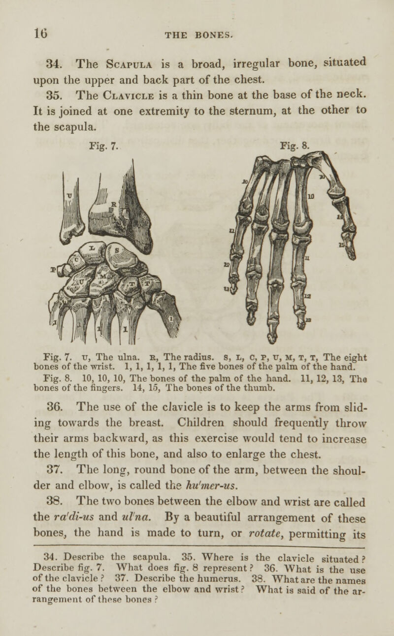 1G 34. The Scapula is a broad, irregular bone, situated upon the upper and back part of the chest. 35. The Clavicle is a thin bone at the base of the neck. It is joined at one extremity to the sternum, at the other to the scapula. Fig. 7. Fig. 8. Fig. 7. v, The ulna, r, The radius, s, l, c, p, v, m, t, t, The eight bones of the wrist. 1, 1, 1, 1, 1, The five bones of the palm of the hand. Fig. 8. 10, 10, 10, The bones of the palm of the hand. 11, 12, 13, The bones of the fingers. 14, 15, The bones of the thumb. 36. The use of the clavicle is to keep the arms from slid- ing towards the breast. Children should frequently throw their arms backward, as this exercise would tend to increase the length of this bone, and also to enlarge the chest. 37. The long, round bone of the arm, between the shoul- der and elbow, is called the hu'mer-us. 38. The two bones between the elbow and wrist are called the ra'di-us and ulna. By a beautiful arrangement of these bones, the hand is made to turn, or rotate, permitting its 34. Describe the scapula. 35. Where is the clavicle situated ? Describe fig. 7. What does fig. 8 represent ? 36. What is the use of the clavicle ? 37. Describe the humerus. 38. What are the names of the bones between the elbow and wrist ? What is said of the ar- rangement of these bones ?