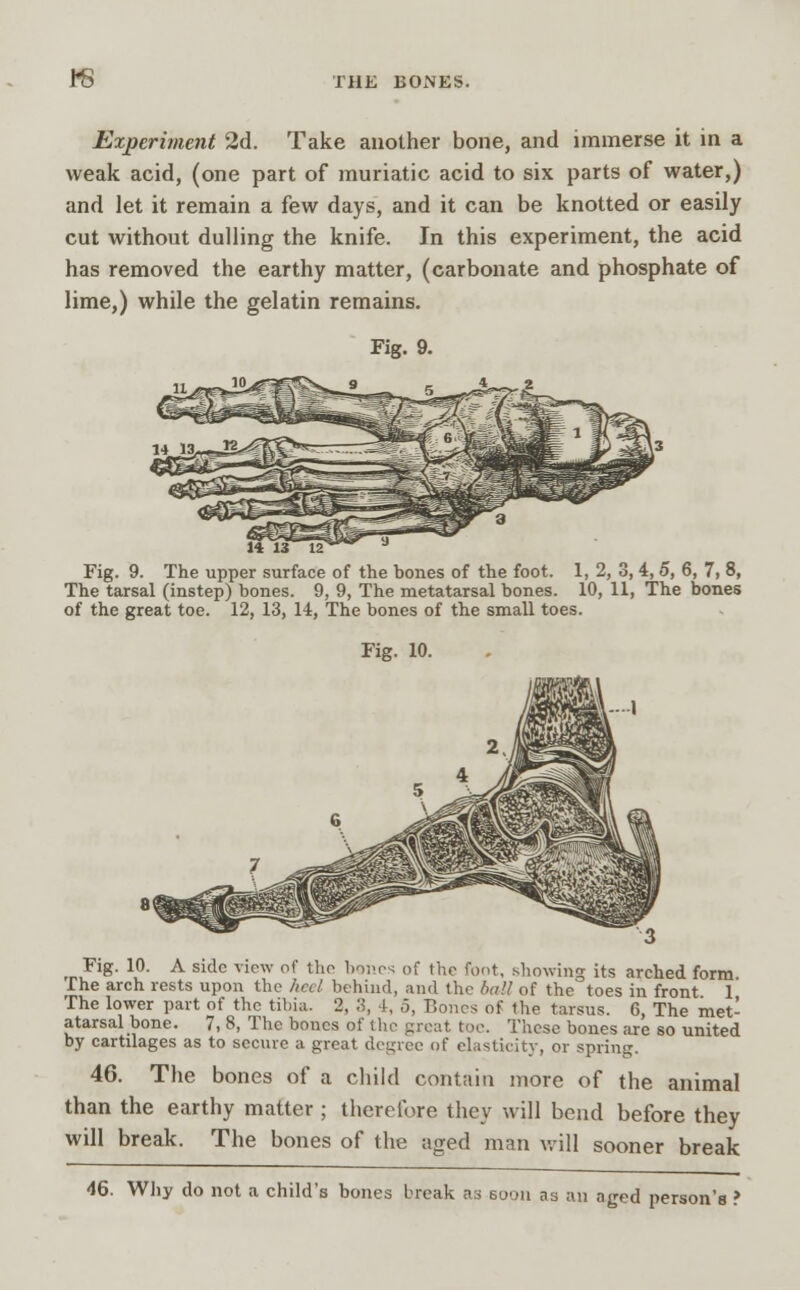 1*8 Experiment 2d. Take another bone, and immerse it in a weak acid, (one part of muriatic acid to six parts of water,) and let it remain a few days, and it can be knotted or easily cut without dulling the knife. In this experiment, the acid has removed the earthy matter, (carbonate and phosphate of lime,) while the gelatin remains. Fig. 9. Fig. 9. The upper surface of the bones of the foot. 1, 2, 3, 4, 5, 6, 7, 8, The tarsal (instep) bones. 9, 9, The metatarsal bones. 10, 11, The bones of the great toe. 12, 13, 14, The bones of the small toes. Fig. 10. Fig. 10. A side view of the bones of the foot, showing its arched form The arch rests upon the heel behind, and the bail of the toes in front 1 The lower part of the tibia. 2, 3, 4, 5, Bones of the tarsus. 6, The met- atarsal bone. 7, 8, The bones of the great toe. These bones are so united by cartilages as to secure a great degree of elasticity, or spring. 46. The bones of a child contain more of the animal than the earthy matter ; therefore they will bend before they will break. The bones of the aged man will sooner break 46. Why do not a child's bones break as soon as an aged person's ?