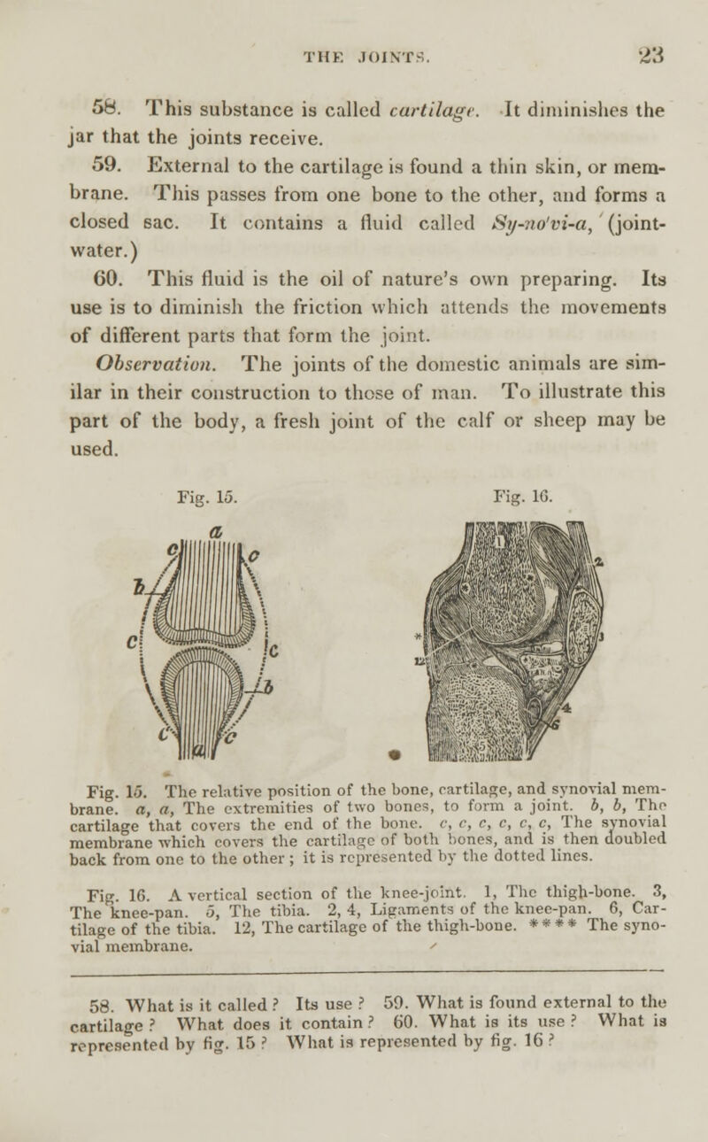58. This substance is called cartilage. It diminishes the jar that the joints receive. 59. External to the cartilage is found a thin skin, or mem- brane. This passes from one bone to the other, and forms a closed sac. It contains a fluid called Sy-no'vi-a,' (joint- water.) 60. This fluid is the oil of nature's own preparing. Its use is to diminish the friction which attends the movements of different parts that form the joint. Observation. The joints of the domestic animals are sim- ilar in their construction to those of man. To illustrate this part of the body, a fresh joint of the calf or sheep may be used. Fie. 1G. Fig. 15. The relative position of the bone, cartilage, and synovial mem- brane, a, a, The extremities of two bones, to form a joint, b, b, The cartilage that covers the end of the bone, c, c, c, c, c, c, The synovial membrane which covers the cartilage of both bones, and is then doubled back from one to the other ; it is represented by the dotted lines. Fig. 10. A vertical section of the knee-joint. 1, The thigh-bone. 3, The linee-pan. 5, The tibia. 2, 4, Ligaments of the knee-pan. 6, Car- tilage of the tibia. 12, The cartilage of the thigh-bone. * * * * The syno- vial membrane. ' 58. What is it called ? Its use ? 59. What is found external to the cartilage ? What does it contain ? 60. What is its use ? What is represented by fig. 15 ? What is represented by fig. 16 ?