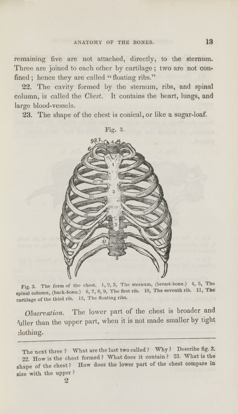 remaining five are not attached, directly, to the sternum. Three are joined to each other by cartilage ; two are not con- fined ; hence they are called  floating ribs. 22. The cavity formed by the sternum, ribs, and spinal column, is called the Chest. It contains the heart, lungs, and large blood-vessels. 23. The shape of the chest is conical, or like a sugar-loaf. Fig 3 The form of the chest. 1,2,3, The sternum, (breast-bone.) 4, 5, The spinal column, (back-bone.) 6, 7, 8, 9, The first rib. 10, The seventh rib. 11, The cartilage of the third rib. 12, The floating ribs. Observation. The lower part of the chest is broader and tiller than the upper part, when it is not made smaller by tight ;lothing. The next three ? What are the last two called ? Why ? Describe fig. 3. 22. How is the chest formed ? What does it contain ? 23. What is the shape of the chest ? How does the lower part of the chest compare in size with the upper ? 2