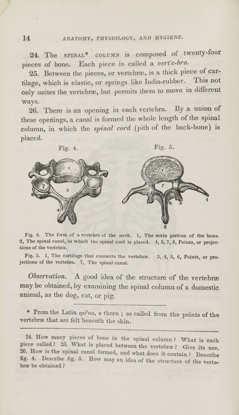 24. The spinal* column is composed of twenty-four pieces of bone. Each piece is called a vert'e-bra. 25. Between the pieces, or vertebrae, is a thick piece of car- tilage, which is elastic, or springs like India-rubber. This not only unites the vertebrae, but permits them to move in different ways. 26. There is an opening in each vertebra. By a union of these openings, a canal is formed the whole length of the spinal column, in which the spinal cord (pith of the back-bone) is placed. Fig. 4. Fig. 5. Fig. 4. The form of a vertebra of the neck. 1, The main portion of the bone. 2, The spinal canal, in which the spinal cord is placed. 4, 5, 7, 8, Points, or projec- tions of the vertebra. Fig. 5. 1, The cartilage that connects the vertebra, jections of the vertebra. 7, The spinal canal. 3, 4, 5, 6, Points, or pro- Observation. A good idea of the structure of the vertebras may be obtained, by examining the spinal column of a domestic animal, as the dog, cat, or pig. * From the Latin spVna, a thorn ; so called from the points of the vertebrae that are felt beneath the skin. 24. How many pieces of bone in the spinal column ? What is each piece called ? 2-5. What is placed between the vertebra ? Give its use 26. How is the spinal canal formed, and what does it contain r Describe fig. 4. Describe fig. 5. How may an idea of the structure of the verte- brae be obtained ?