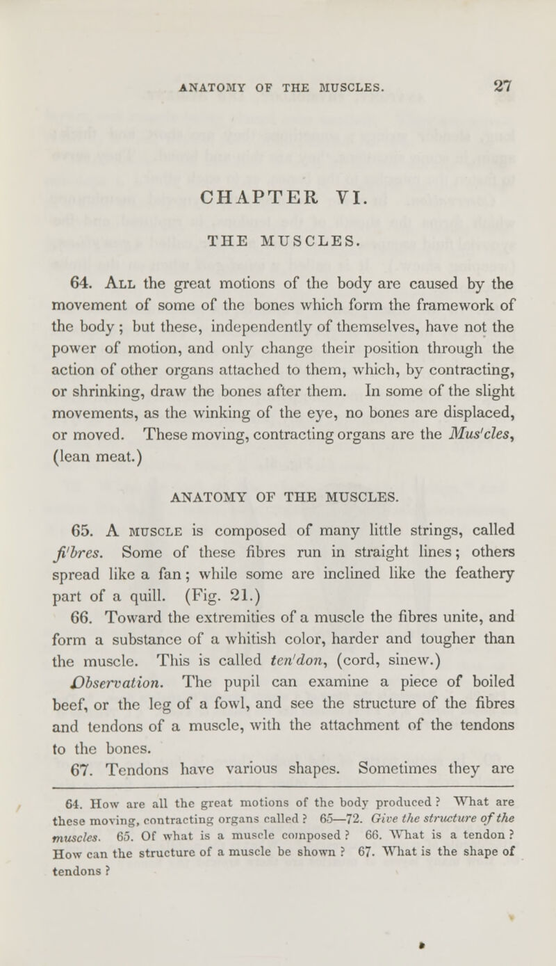 CHAPTER VI. THE MUSCLES. 64. All the great motions of the body are caused by the movement of some of the bones which form the framework of the body ; but these, independently of themselves, have not the power of motion, and only change their position through the action of other organs attached to them, which, by contracting, or shrinking, draw the bones after them. In some of the slight movements, as the winking of the eye, no bones are displaced, or moved. These moving, contracting organs are the Mus'cles, (lean meat.) ANATOMY OF THE MUSCLES. 65. A muscle is composed of many little strings, called ji'bres. Some of these fibres run in straight lines; others spread like a fan; while some are inclined like the feathery part of a quill. (Fig. 21.) 66. Toward the extremities of a muscle the fibres unite, and form a substance of a whitish color, harder and tougher than the muscle. This is called ten'don, (cord, sinew.) Observation. The pupil can examine a piece of boiled beef, or the leg of a fowl, and see the structure of the fibres and tendons of a muscle, with the attachment, of the tendons to the bones. 67. Tendons have various shapes. Sometimes they are 64. How are all the great motions of the hody produced ? What are these moving, contracting organs called ? 65—72. Give the structure of the muscles. 65. Of what is a muscle composed ? 60. What is a tendon ? How can the structure of a muscle be shown ? 67. What is the shape of tendons ?