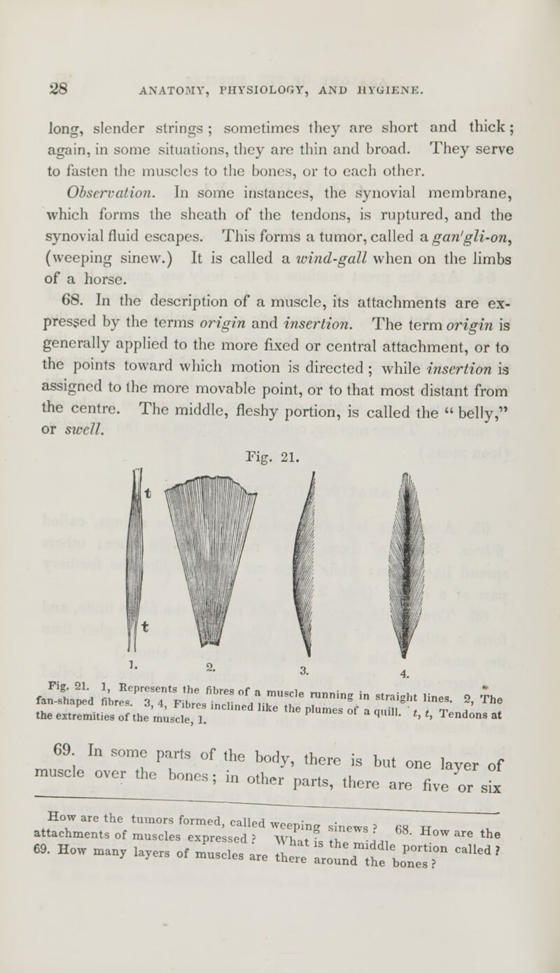 long, slender strings ; sometimes they are short and thick; again, in some situations, they are thin and broad. They serve to fasten the muscles to the bones, or to each other. Observation. In some instances, the synovial membrane, which forms the sheath of the tendons, is ruptured, and the synovial fluid escapes. This forms a tumor, called agan'gli-on, (weeping sinew.) It is called a wind-gall when on the limbs of a horse. 68. In the description of a muscle, its attachments are ex- pressed by the terms origin and insertion. The term origin is generally applied to the more fixed or central attachment, or to the points toward which motion is directed; while insertion is assigned to the more movable point, or to that most distant from the centre. The middle, fleshy portion, is called the  belly, or swell. O. tfirofti. of ,„,„;,.,*',!  ke  • »f ' *''• •, •, Tendon, at 69 In some parts of the body, there is but one layer ef muscle over the bones; in other parts, there are five or sk «. how »»7 ,„,„ of mu«des m theh» izrtxzT c*,kd'