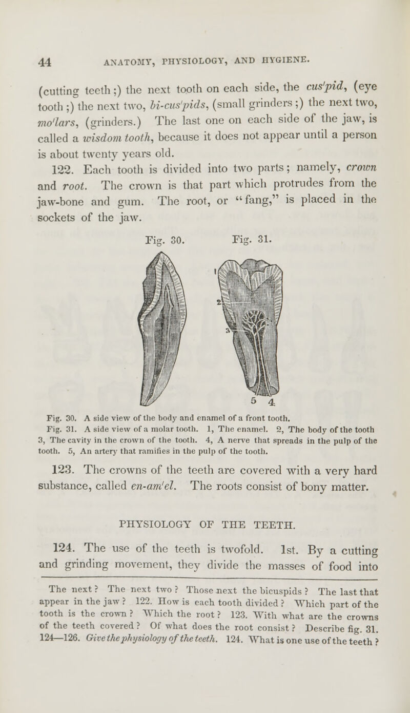 (cutting teeth;) the next tooth on each side, the cus'pid, (eye tooth ;) the next two, bi-cus'pids, (small grinders ;) the next two, mo'lars, (grinders.) The last one on each side of the jaw, is called a vrisdom tooth, because it does not appear until a person is about twenty years old. 122. Each tooth is divided into two parts; namely, croion and root. The crown is that part which protrudes from the jaw-bone and gum. The root, or fang, is placed in the sockets of the jaw. Fig. 30. Fig. 31. 5 4 Fig. 30. A side view of the body and enamel of a front tooth. Fig. 31. A side view of a molar tooth. 1, The enamel. 2, The body of the tooth 3, The cavity in the crown of the tooth. 4, A nerve that spreads in the pulp of the tooth. 5, An artery that ramifies in the pulp of the tooth. 123. The crowns of the teeth are covered with a very hard substance, called en-am'el. The roots consist of bony matter. PHYSIOLOGY OF THE TEETH. 124. The use of the teeth is twofold. 1st. By a cutting and grinding movement, they divide the masses of food into The next ? The next two ? Those next the bicuspids ? The last that appear in the jaw ? 122. How is each tooth divided ? Which part of the tooth is the crown ? Which the root ? 123. With what are the crowns of the teeth covered ? Of what does the root consist ? Describe fig. 31. 124—126. Givethe physiology ofthctceth. 124. What is one use of the teeth ?