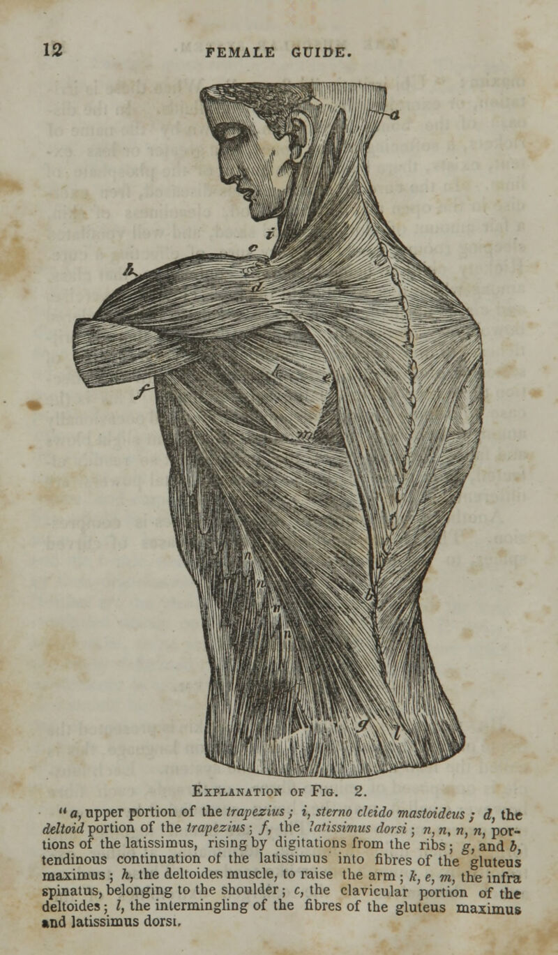 Explanation of Fig. 2.  a, upper portion of the trapezius; i, sterno cleido mastoideus ; d, the deltoid portion of the trapezius; /, the latissimus dorsi; n, n, n, n, por- tions of the latissimus, rising by digitations from the ribs ; g, and b, tendinous continuation of the latissimus into fibres of the gluteus maximus ; h, the deltoides muscle, to raise the arm ; k, e, m, the infra spinatus,belonging to the shoulder; c, the clavicular portion of the deltoides; /, the intermingling of the fibres of the gluteus maximus and latissimus dorsi,