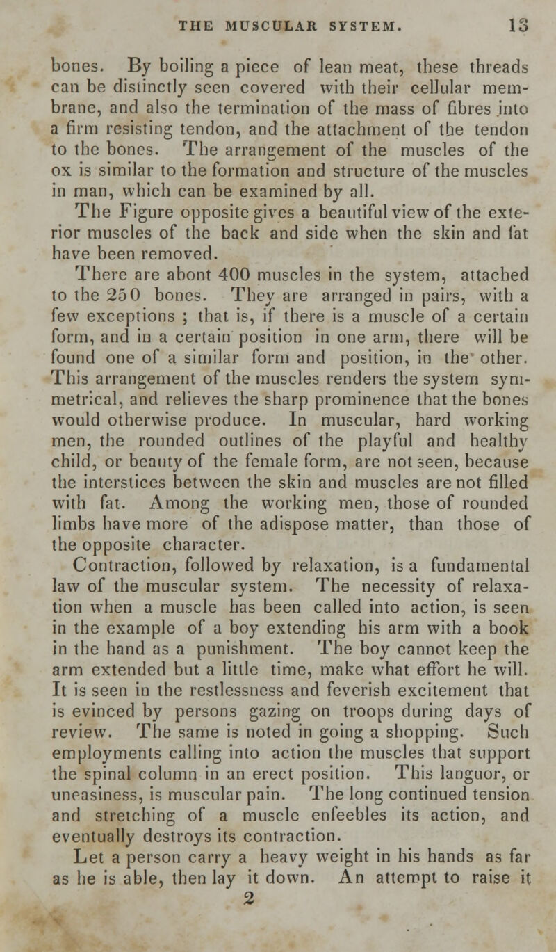 bones. By boiling a piece of lean meat, these threads can be distinctly seen covered with their cellular mem- brane, and also the termination of the mass of fibres into a firm resisting tendon, and the attachment of the tendon to the bones. The arrangement of the muscles of the ox is similar to the formation and structure of the muscles in man, which can be examined by all. The Figure opposite gives a beautiful view of the exte- rior muscles of the back and side when the skin and fat have been removed. There are abont 400 muscles in the system, attached to the 250 bones. They are arranged in pairs, with a few exceptions ; that is, if there is a muscle of a certain form, and in a certain position in one arm, there will be found one of a similar form and position, in the other. This arrangement of the muscles renders the system sym- metrical, and relieves the sharp prominence that the bones would otherwise produce. In muscular, hard working men, the rounded outlines of the playful and healthy child, or beauty of the female form, are not seen, because the interstices between the skin and muscles are not filled with fat. Among the working men, those of rounded limbs have more of the adispose matter, than those of the opposite character. Contraction, followed by relaxation, is a fundamental law of the muscular system. The necessity of relaxa- tion when a muscle has been called into action, is seen in the example of a boy extending his arm with a book in the hand as a punishment. The boy cannot keep the arm extended but a little time, make what effort he will. It is seen in the restlessness and feverish excitement that is evinced by persons gazing on troops during days of review. The same is noted in going a shopping. Such employments calling into action the muscles that support the spinal column in an erect position. This languor, or uneasiness, is muscular pain. The long continued tension and stretching of a muscle enfeebles its action, and eventually destroys its contraction. Let a person carry a heavy weight in his hands as far as he is able, then lay it down. An attempt to raise it 2