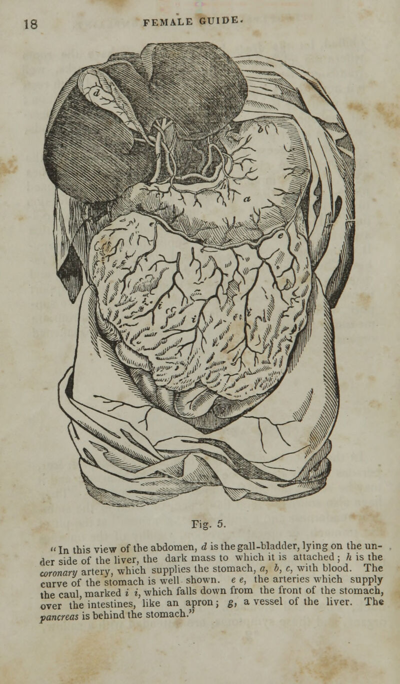 Fig. 5.  In this view of the abdomen, d is the gall-bladder, lying on the un- der side of the liver, the dark mass to which it is attached ; h is the coronary artery, which supplies the stomach, a, b, c, with blood. The curve of the stomach is well shown, e e, the arteries which supply the caul marked i i, which falls down from the front of the stomach, over the intestines, like an apron; g, a vessel of the liver. The pancreas is behind the stomach.