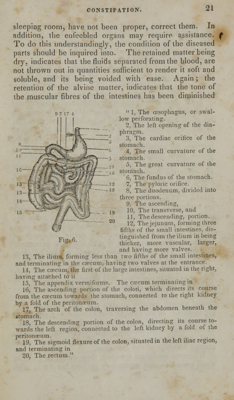 CONSTIPATION. sleeping room, have not been proper, correct them. In addition, the enfeebled organs may require assistance. To do this understandingly, the condition of the diseased parts should be inquired into. The retained matter being dry, indicates that the fluids separated from the blood, are not thrown out in quantities sufficient to render it soft and soluble, and its being voided with ease. Again; the retention of the alvine matter, indicates that the tone of the muscular fibres of the intestines has been diminished  1, The oesophagus, or swal- low perforating. 2, The left opening of the dia- phragm. 3, The cardiac orifice of the stomach. 4, The small curvature of the stomach. 5, The great curvature of the stomach. 6, The fundus of the stomach. 7, The pyloric orifice. 8, The duodenum, divided into three portions. 9, The ascending, 10, The transverse, and 11, The descending, portion. 12, The jejunum, forming three fifths of the small intestines, dis- tinguished from the ilium in being thicker, more vascular, larger, and having more valves. 13, The ilium, forming less than two fifths of the small intestines, and terminating in the caecum, having two valves at the entrance. 11, The caecum, the first of the large intestines, situated in the right, having attached to it 15, The appendix vermiforms. The caecum terminating in 16, The ascending portion of the colon, which directs its course from the caecum towards the stomach, connected to the right kidney by a fold of the peritonaeum. 17, The arch of the colon, traversing the abdomen beneath the stomach. 18, The descending portion of the colon, directing its course to- wards the left region, connected to the left kidney by a fold of the peritonaeum. 19, The sigmoid flexure of the colon, situated in the left iliac region, and terminating in 20, The rectum. Fig. 6.