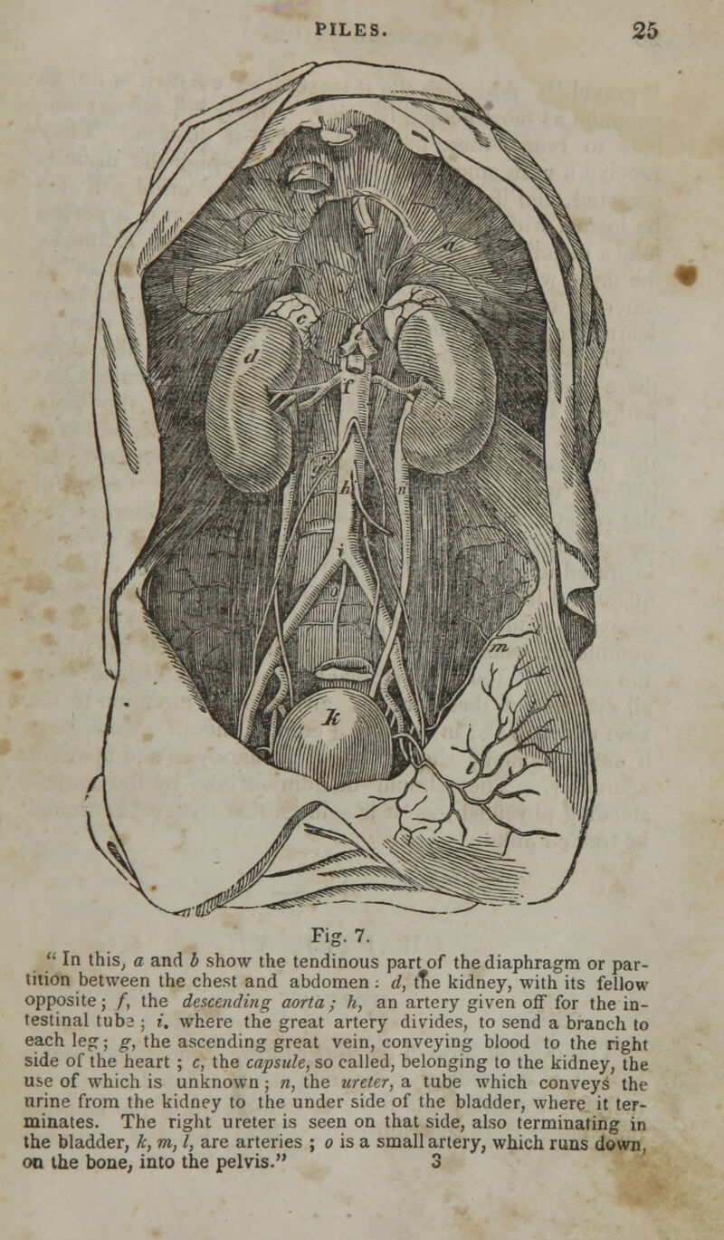 Fig. 7.  In this, a and b show the tendinous part of the diaphragm or par- tition between the chest and abdomen : d, t^e kidney, with its fellow opposite; f, the descending aorta ; h, an artery given off for the in- testinal tuba ; i. where the great artery divides, to send a branch to each leg; g, the ascending great vein, conveying blood to the right side of the heart ; c, the capsule, so called, belonging to the kidney, the use of which is unknown; n, the ureter, a tube which conveys the urine from the kidney to the under side of the bladder, where it ter- minates. The right ureter is seen on that side, also terminating in the bladder, k, m, I, are arteries ; o is a small artery, which runs down, on the bone, into the pelvis. 3