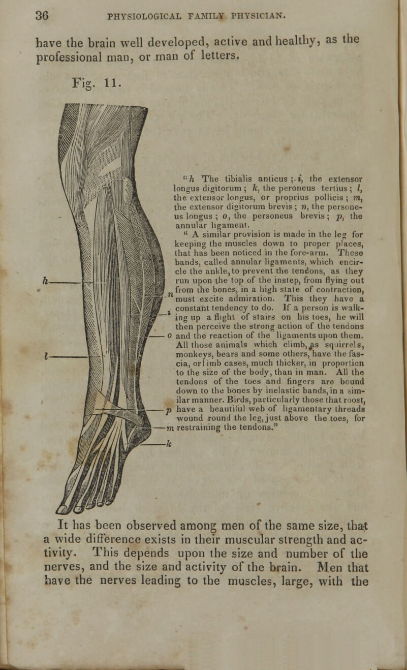 have the hrain well developed, active and healthy, as the professional man, or man of letters. tlh The tibialis amicus;*, ihe extensor longus digitorum ; ft, the peroneus terlius ; /, the extensor longus, or proprius pollicis ; m, the extensor digitorum brevis ; w, the persone- us longus ; o, the personeus brevis; pt the annular ligament.  A similar provision is made in the leg for keeping the muscles down to proper p'aces, that has been noticed in the fore-arm. Those bands, called annular ligaments, which encir- cle the ankle,to prevent the tendons, as ihey run upon the top of the instep, from flying out from the bones, in a high stale of contraction, must excite admiration. This they have a J constant tendency to do. If a person is walk- jng up a flight of stairs on his toes, he will then perceive the strong action of the tendons o and the reaction of the ligaments upon them. All those animals which climb,^s squirrels, monkeys, bears and some others, have the fas- cia, orl imb cases, much thicker, in proportion to the size of the body, than in man. All the tendons of the toes and fingers are bound down to the bones by inelastic bands, in a sim- ilar manner. Birds, particularly those that roost, p have a beautiful web of ligamenlary threads wound round the leg, just above the toes, for m restraining the tendons. It has been observed among men of the same size, that a wide difference exists in their muscular strength and ac- tivity. This depends upon the size and number of the nerves, and the size and activity of the brain. Men that have the nerves leading to the muscles, large, with the