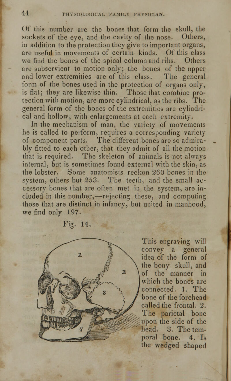 Of this number are the bones that form the skull, the sockets of the eye, and the cavity of the nose. Others, in addition to the protection they give to important organs, are useful in movements of certain kinds. Of this class we find the bones of the spinal column and ribs. Others are subservient to motion only; the bones of the upper and lower extremities are of this class. The general form of the bones used in the protection of organs only, is flat; they are likewise thin. Those that combine pro- tection with motion, are more cylindrical, as the ribs. The general form of the bones of the extremities are cylindri- cal and hollow, with enlargements at each extremity. In the mechanism of man, the variety of movements he is called to perform, requires a corresponding variety of component parts. The different bones are so admira- bly fitted to each other, that they admit of all the motion that is required. The skeleton of animals is not always internal, but is sometimes found external with the skin, as the lobster. Some anatomists reckon 260 bones in tin; system, others but 253. The teeth, and the small ac- cessory bones that are often met in the system, are in- cluded in this number,—rejecting these, and computing those that are distinct in infancy, but united in manhood, we find only 197. Fig. 14. This engraving will convey a general idea of the form of the bony skull, and of the manner in which the bones are connected. 1. The bone of the forehead called the frontal. 2. The parietal bone upon the side of the head. 3. The tem- poral bone. 4. Is the wedged shaped