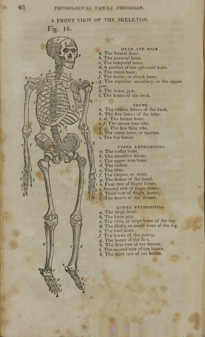4G A FRONT VIEW OF THE SKELETON. Fig. 16. HEAD AND NECK. a, The fronlal bone. 6, The parietal bone. C, The temporal bone. d, A portion of the sphenoid bone. e, The nasal bono. f, The malar, or cheek hour'. g, The superior maxillary, or the upper jaw. /j, The lower jaw. t, The bones of the neck. TRUNK. a, The twelve bones of the back. b, The five bones of the loin'. C, d, The breast bone. e,f, The seven true rib?. g, g-, The five false ribs. h, The rump bone, or sacrum, i, The hip bones. 1'PPER EXTREMITIES. The collar bone. The shoulder blade. The upper arm bone. The radius. The ulna. The carpus, or wrist. The bones of the hand. First row of finger bones. Second row of finger bone-. Third row of finger bi The bones of the thumb. LOWER EXTREMITIES. The thigh bone. The knee pan. The tibia, or large bone of the leg. The fibula, or small bone of the leg The heel Ik,no. The bones of the instep. The bones of the fo >t. The first row of toe bones. The second row of toe bones. The third row of toe bones.