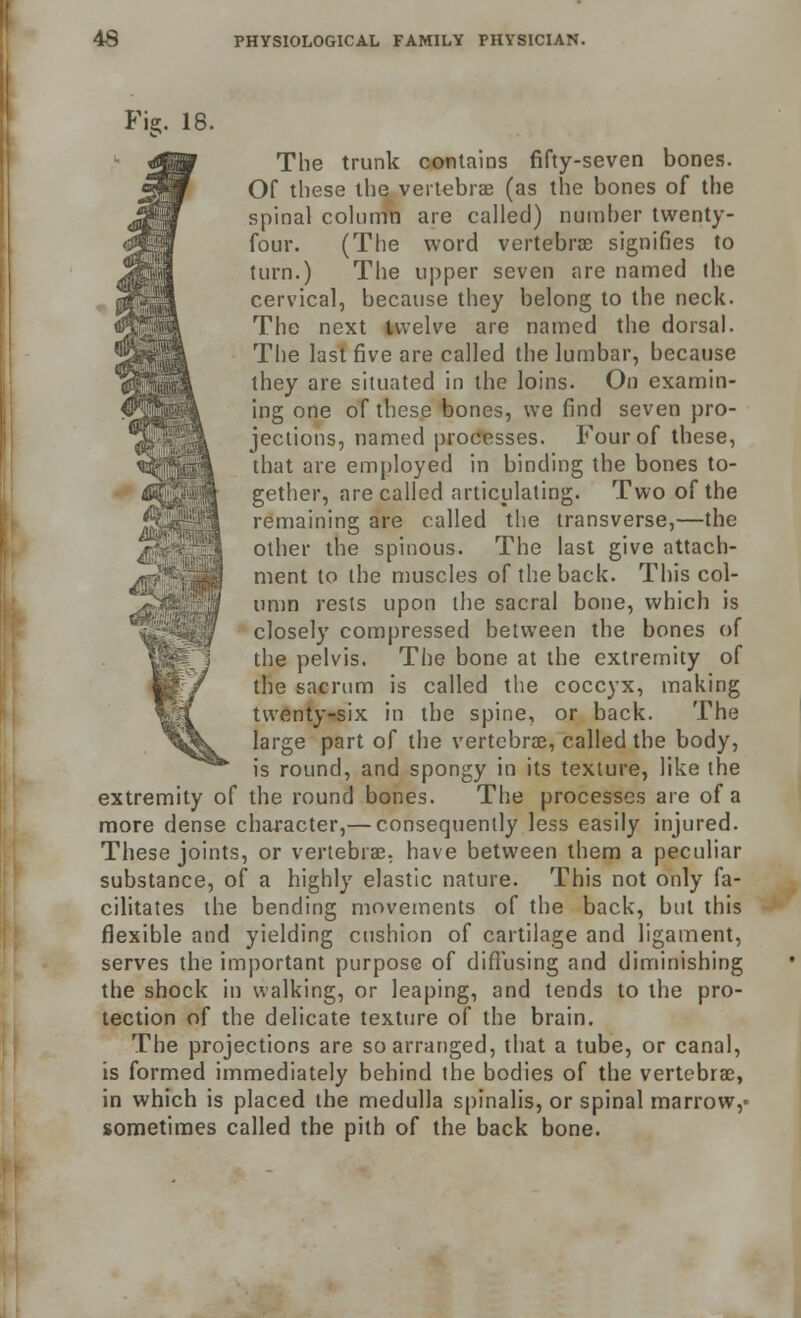 Fig. 18. The trunk contains fifty-seven bones. Of these the vertebrae (as the bones of the spinal column are called) number twenty- four. (The word vertebrae signifies to turn.) The upper seven are named the cervical, because they belong to the neck. The next twelve are named the dorsal. The last five are called the lumbar, because they are situated in the loins. On examin- ing one of these bones, we find seven pro- jections, named processes. Four of these, that are employed in binding the bones to- gether, are called articulating. Two of the remaining are called the transverse,—the other the spinous. The last give attach- ment to the muscles of the back. This col- umn rests upon the sacral bone, which is closely compressed between the bones of the pelvis. The bone at the extremity of the sacrum is called the coccyx, making twenty-six in the spine, or back. The large part of the vertebrae, called the body, is round, and spongy in its texture, like the extremity of the round bones. The processes are of a more dense character,— consequently less easily injured. These joints, or vertebrae, have between them a peculiar substance, of a highly elastic nature. This not only fa- cilitates the bending movements of the back, but this flexible and yielding cushion of cartilage and ligament, serves the important purpose of diffusing and diminishing the shock in walking, or leaping, and tends to the pro- tection of the delicate texture of the brain. The projections are so arranged, that a tube, or canal, is formed immediately behind the bodies of the vertebrae, in which is placed the medulla spinalis, or spinal marrow,- sometimes called the pith of the back bone.