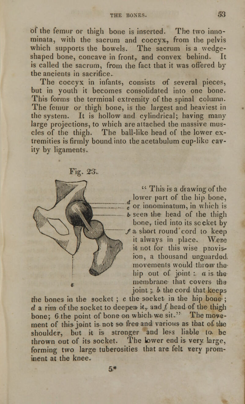 of the femur or thigh bone is inserted. The two inno- minata, with the sacrum and coccyx, from the pelvis which supports the bowels. The sacrum is a wedge- shaped bone, concave in fronty and convex behind. It is called the sacrum, from the fact that it was offered by the ancients in sacrifice.. The coccyx in infants, consists of several pieces, but in youth it becomes consolidated into one bone. This forms the terminal extremity of the spinal column. The femur or thigh bone, is the largest and heaviest in the system. It is hollow and cylindrical; having many large projections, to which are attached the massive mus- cles of the thigh. The ball-like head of the lower ex- tremities is firmly bound into the acetabulum cup-like cav- ity by ligaments. Fig. 23..  This is a drawing of the lower part of the hip bone, c or innominatum, in which is 6-seen the head of the thigh ||v bone, lied into its socket by /a short round cord to keep ^*^^l|imc(K it always in place. Wese it not for this wise provis- ion, a thousand unguarded. yiS* movements would throw the hip out of joint :. a is the membrane that covers tbe joint -r b the cord that keeps the bones in the socket ; c the socket in the hip bone ; d a rim of the socket to deepen- kr and/head of the thigh bone; 6 the point of bone on which we sit. The move- ment of this joint is not so free and various as that of uSae shoulder, but it is stronger and less liable to. be thrown out of its socket. The lower end is very large, forming two large tuberosities that are felt rery prom- inent at the knee.