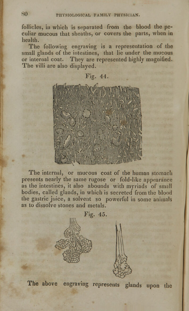 so follicles, in which is separated from the blood the pe- culiar mucous that sheaths, or covers the parts, when in health. The following engraving is a representation of the small glands of the intestines, that lie under the mucous or internal coat. They are represented highly magnified. The villi are also displayed. Fig. 44. The internal, or mucous coat of the human stomach presents nearly the same rugose or fold-like appearance as the intestines, it also abounds with myriads of small bodies, called glands, in which is secreted from the blood the gastric juice, a solvent so powerful in some animals as to dissolve stones and metals. 45. The above engraving represents gland s upon the