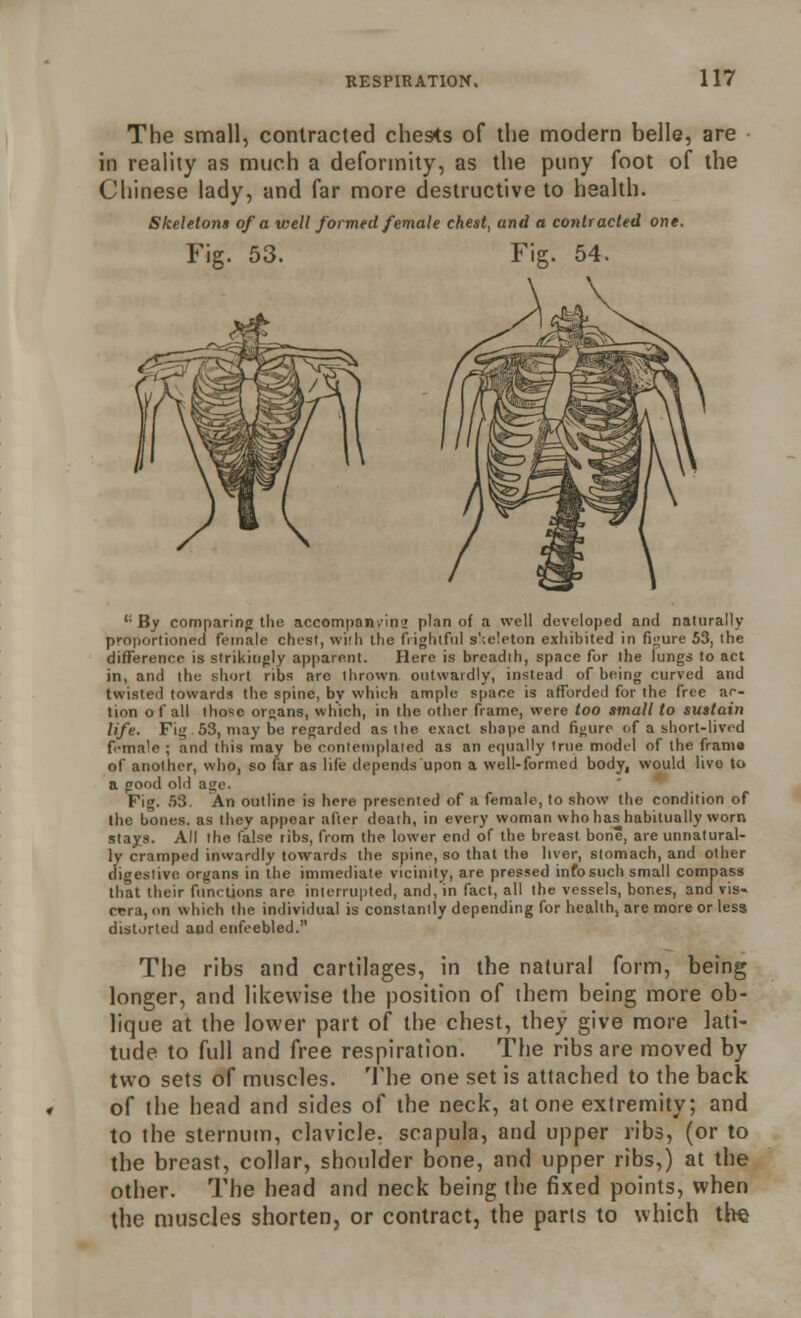 The small, contracted ches<s of the modern belle, are in reality as much a deformity, as the puny foot of the Chinese lady, and far more destructive to health. Skeletons of a well formed female chest, and a contracted one. Fig. 53. Fig. 54. <; By comparing the accompan/inj plan of a well developed and naturally proportioned female chest, with the frightful skeleton exhibited in figure 53, the difference is strikingly apparent. Here is breadih, space for the lungs to act in, and the short ribs are thrown outwardly, instead of being curved and twisted towards the spine, by which ample space is afforded for the free ac- tion of all tho=c organs, which, in the other frame, were too small to sustain life. Fig . 53, may be regarded as the exact shape and figure of a short-lived female ; and this may be contemplated as an equally true model of the frame of another, who, so far as life depends upon a well-formed body, would live to a good old age. Fig. 53. An outline is here presented of a female, to show the condition of the bones, as they appear after death, in every woman who has habitually worn stays. All the false ribs, from the lower end of the breast bone, are unnatural- ly cramped inwardly towards the spine, so that the liver, stomach, and other digestive organs in the immediate vicinity, are pressed infosuch small compass that their functions are interrupted, and, in fact, all the vessels, bones, and vis- crra, on which the individual is constantly depending for health, are more or less distorted and enfeebled. The ribs and cartilages, in the natural form, being longer, and likewise the position of them being more ob- lique at the lower part of the chest, they give more lati- tude to full and free respiration. The ribs are moved by two sets of muscles. The one set is attached to the back of the head and sides of the neck, atone extremity; and to the sternum, clavicle, scapula, and upper ribs, (or to the breast, collar, shoulder bone, and upper ribs,) at the other. The head and neck being the fixed points, when the muscles shorten, or contract, the parts to which the