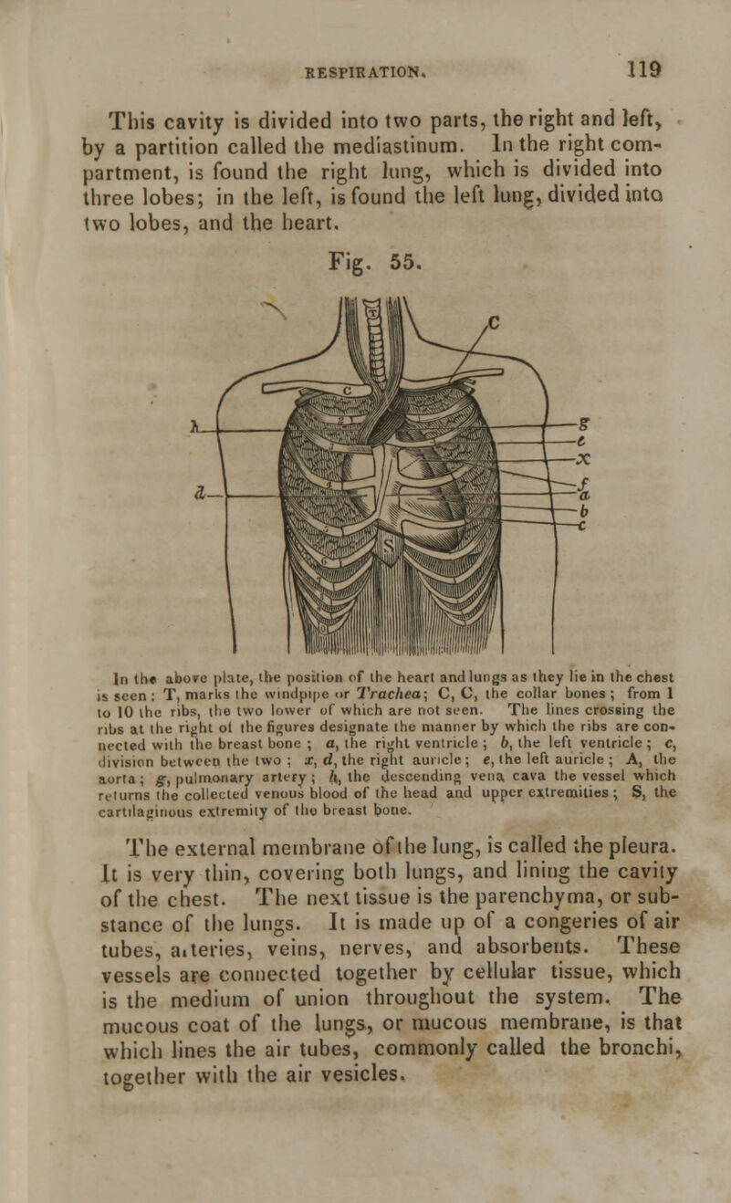 This cavity is divided into two parts, the right and left, by a partition called the mediastinum. In the right com- partment, is found the right lung, which is divided into three lobes; in the left, is found the left lung, divided into two lobes, and the heart. Fig. 55. In the above plate, the position of the heart and lungs as they lie in the chest is seen : T, marks the windpipe or Trachea; C, C, the collar bones ; from 1 to 10 the ribs, the two lower of which are not seen. The lines crossing the ribs at the right ol the figures designate the manner by which the ribs are con- nected with the breast bone ; a, the right ventricle ; 6, the left ventricle ; c, division between the two ; x, d, the rignt auricle; e, the left auricle ; A, the aorta; g, pulmonary artery; ft, the descending vena cava the vessel which returns the collected venous blood of the head and upper extremities ; S, the cartilaginous extremity of the breast bone. The external membrane of the lung, is called the pleura. It is very thin, covering both lungs, and lining the cavity of the chest. The next tissue is the parenchyma, or sub- stance of the lungs. It is made up of a congeries of air tubes, aiteries, veins, nerves, and absorbents. These vessels are connected together by cellular tissue, which is the medium of union throughout the system. The mucous coat of the lungs, or mucous membrane, is that which lines the air tubes, commonly called the bronchi, together with the air vesicles.