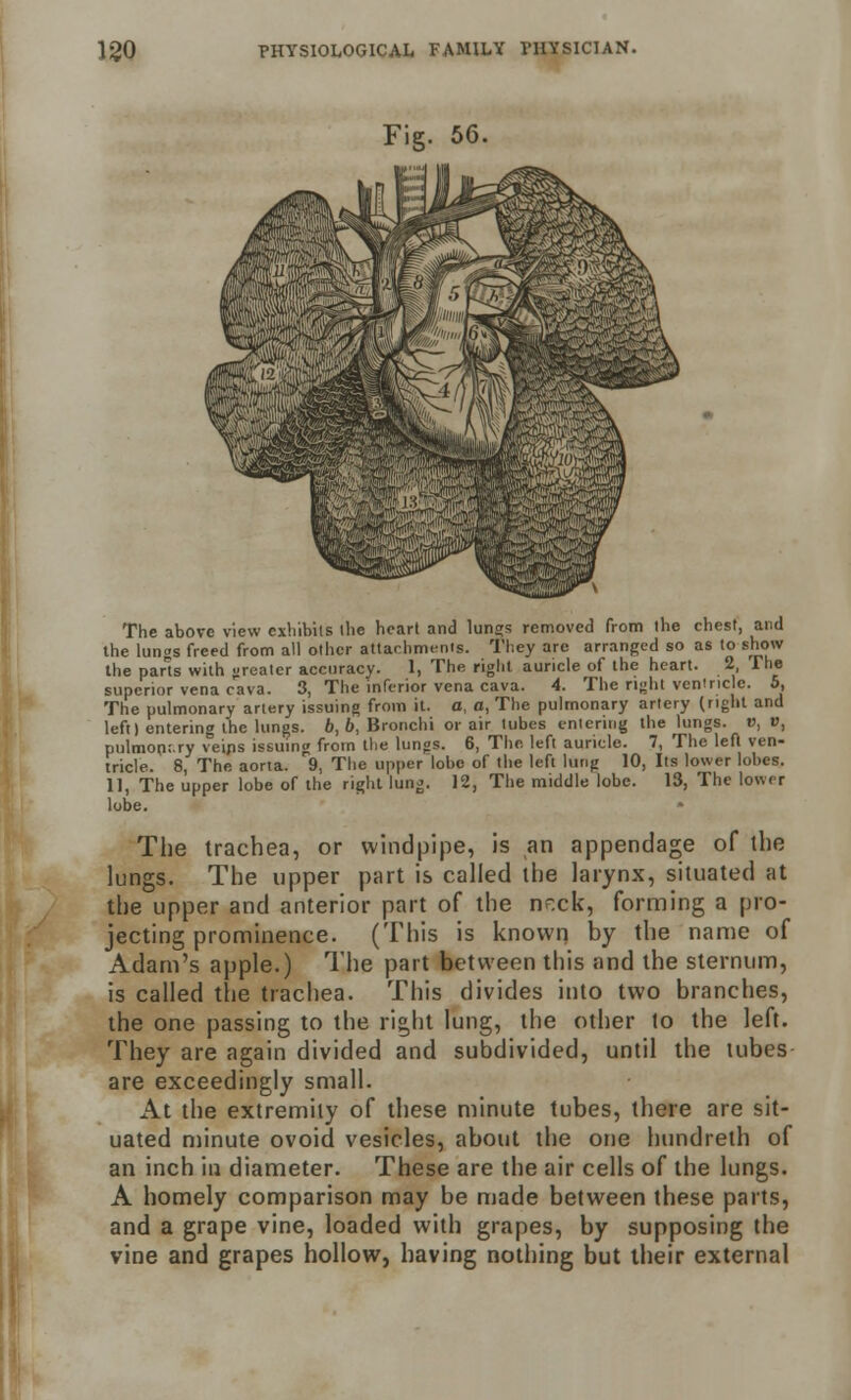 The above view exhibils llie heart and lungs removed from ihe chest, and the lungs freed from all other attachments. They are arranged so as to show the parts with -reatcr accuracy. 1, The right auricle of the heart. 2, The superior vena r'ava. 3, The inferior vena cava. 4. The right ventricle. 5, The pulmonary artery issuing from it. a, a, The pulmonary artery (right and left) entering the lungs, b, b, Bronchi or air lubes entering the lungs, v, », pulmonc.ry veins issuing from the lungs. 6, The left auricle. 7, The left ven- tricle. 8, The aorta. 9, The upper lobe of the left lung 10, Its lower lobes. 11, The upper lobe of the right lung. 12, The middle lobe. 13, The lower lobe. The trachea, or windpipe, is an appendage of the lungs. The upper part is called the larynx, situated at the upper and anterior part of the neck, forming a pro- jecting prominence. (This is known by the name of Adam's apple.) The part between this and the sternum, is called the trachea. This divides into two branches, the one passing to the right lung, the other to the left. They are again divided and subdivided, until the tubes are exceedingly small. At the extremity of these minute tubes, there are sit- uated minute ovoid vesicles, about the one hundreth of an inch in diameter. These are the air cells of the lungs. A homely comparison may be made between these parts, and a grape vine, loaded with grapes, by supposing the vine and grapes hollow, having nothing but their external