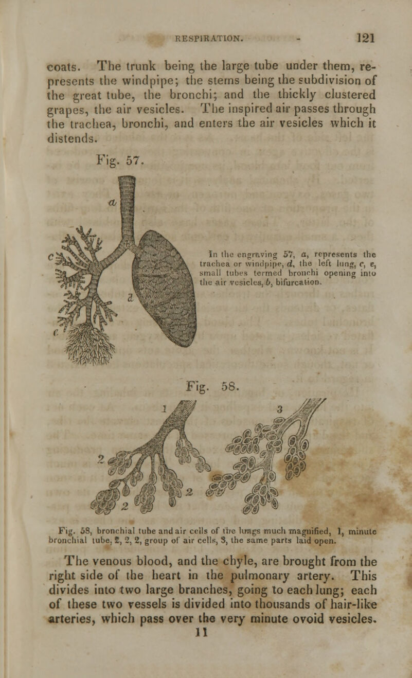 coats. The trunk being, the large tube under them, re- presents the windpipe; the sterns being the subdivision of the great tube, the bronchi; and the thickly clustered grapes, the air vesicles. The inspired air passes through the trachea, bronchi, and enters the air vesicles which it distends. Fig. 57. In the engraving 57, a, represents the trachea or windpipe, d, the left lung. c, e, small lubes termed bronchi opening into the -air vesicles, 6, bifurcation. Fig. 5S, bronchial tube and air cells of the brags much magnified, 1, minute bronchial tube, 2, 2, 2, group of air cells, S, the same parts laid open. The venous blood, and the chyle, are brought from the right side of the heart in the pulmonary artery. This divides into two large branches, going to each lung; each of these two vessels is divided into thousands of hair-like arteries, which pass over the very minute ovoid vesicles. 11
