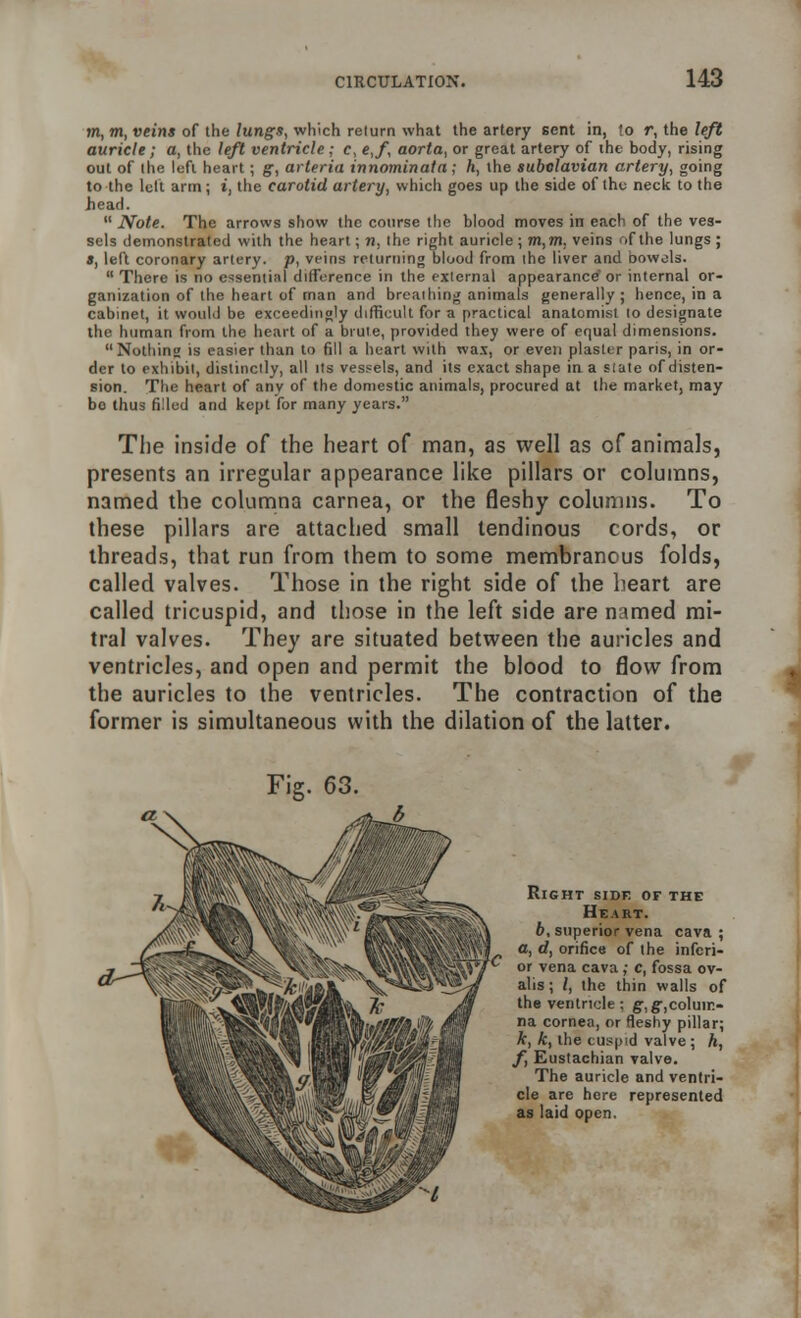 m, m, veins of the lungs, which return what the artery sent in, <o r, the left auricle; a, the left ventricle ; c, e,f aorta, or great artery of the body, rising out of the left heart; g, arteria innominata; h, the subclavian artery, going to the left arm; t, the carotid artery, which goes up the side of the neck to the head. Note. The arrows show the course the blood moves in each of the ves- sels demonstrated with the heart; n, the right auricle; m,m, veins of the lungs ; », left coronary artery, p, veins returning blood from the liver and bowols. There is no essential difference in the external appearance' or internal or- ganization of the heart of man and breathing animals generally ; hence, in a cabinet, it would be exceedingly difficult for a practical anatomist lo designate the human from the heart of a brute, provided they were of equal dimensions. Nothing is easier than to fill a heart with wax, or even plaster paris, in or- der to exhibit, distinctly, all its vessels, and its exact shape in a slate of disten- sion. The heart of any of the domestic animals, procured at the market, may bo thus filled and kept for many years. The inside of the heart of man, as well as of animals, presents an irregular appearance like pillars or columns, named the columna carnea, or the fleshy columns. To these pillars are attached small tendinous cords, or threads, that run from them to some membranous folds, called valves. Those in the right side of the heart are called tricuspid, and those in the left side are named mi- tral valves. They are situated between the auricles and ventricles, and open and permit the blood to flow from the auricles to the ventricles. The contraction of the former is simultaneous with the dilation of the latter. Fig. 63. Right side of the Heart. 6, superior vena cava; a, d, orifice of the inferi- or vena cava ; c, fossa ov- alis; I, the thin walls of the ventricle ; g:, g-,coluir.- na cornea, or fleshy pillar; k, k, the cuspid valve; h, f, Eustachian valve. The auricle and ventri- cle are here represented as laid open.